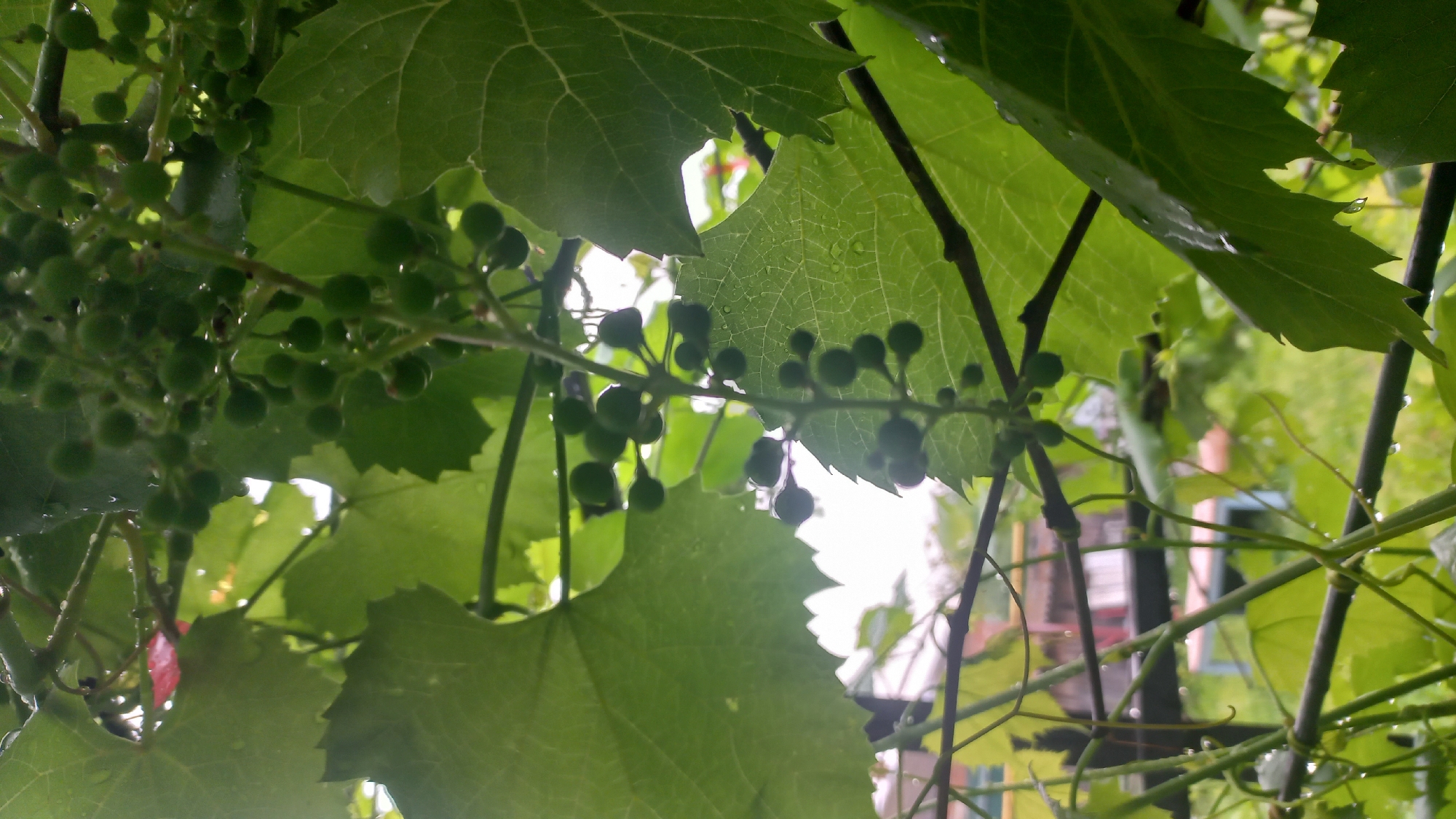 This is a close-up, vertical shot of young, green grapes on a vine, wet with raindrops. The grapes are small, round, and clustered together on thin stems. Large, green grape leaves are prominent in the foreground, some with jagged edges. The leaves are also glistening with water droplets. In the background, out of focus, is a blurred view of buildings and greenery, suggesting an outdoor setting. The overall impression is one of a damp, natural scene within a residential or garden area. Given the context provided, this scene is likely located in the city of Savino, Russia, under overcast or post-rain conditions.