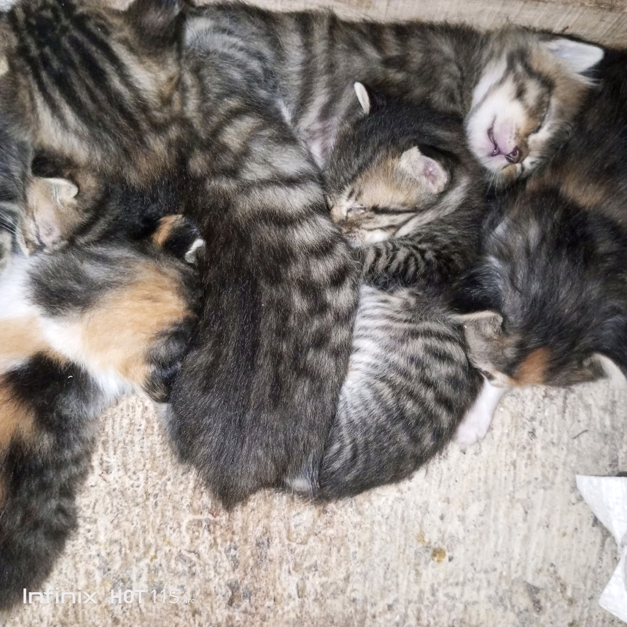 The image shows a group of kittens sleeping on a rough, textured surface that appears to be concrete or a similar material. The kittens are of various tabby patterns, with stripes of black, grey, and brown fur. Some kittens have white markings. One kitten in the center is curled up with its eyes closed, while others are nestled closely together, their bodies intertwined. The lighting suggests an indoor or shaded outdoor setting. The bottom of the image has a watermark reading "Infinix HOT 11S NFC". There is no visible indication of the specific location within Sukaslamet, Indonesia, beyond what can be inferred from the watermark.