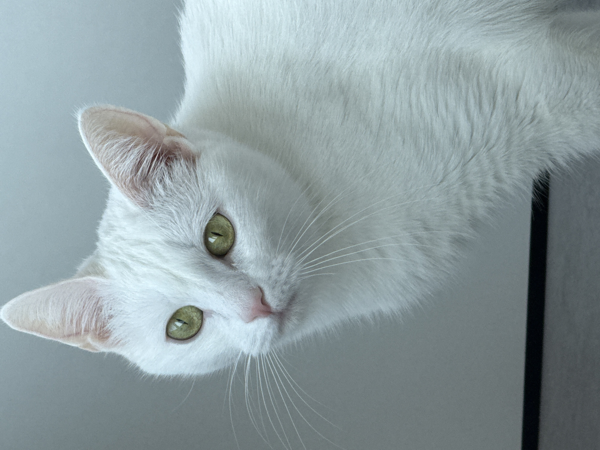 A close-up, head-and-shoulders shot shows a pure white cat with bright green eyes, a pink nose, and long white whiskers. The cat is facing left, with its head slightly tilted. The background is a soft, light gray. The image is well-lit and sharp, focusing on the cat's face and upper body. There are no other subjects or objects visible in the frame. The scene is indoor, with a plain, unobtrusive background.