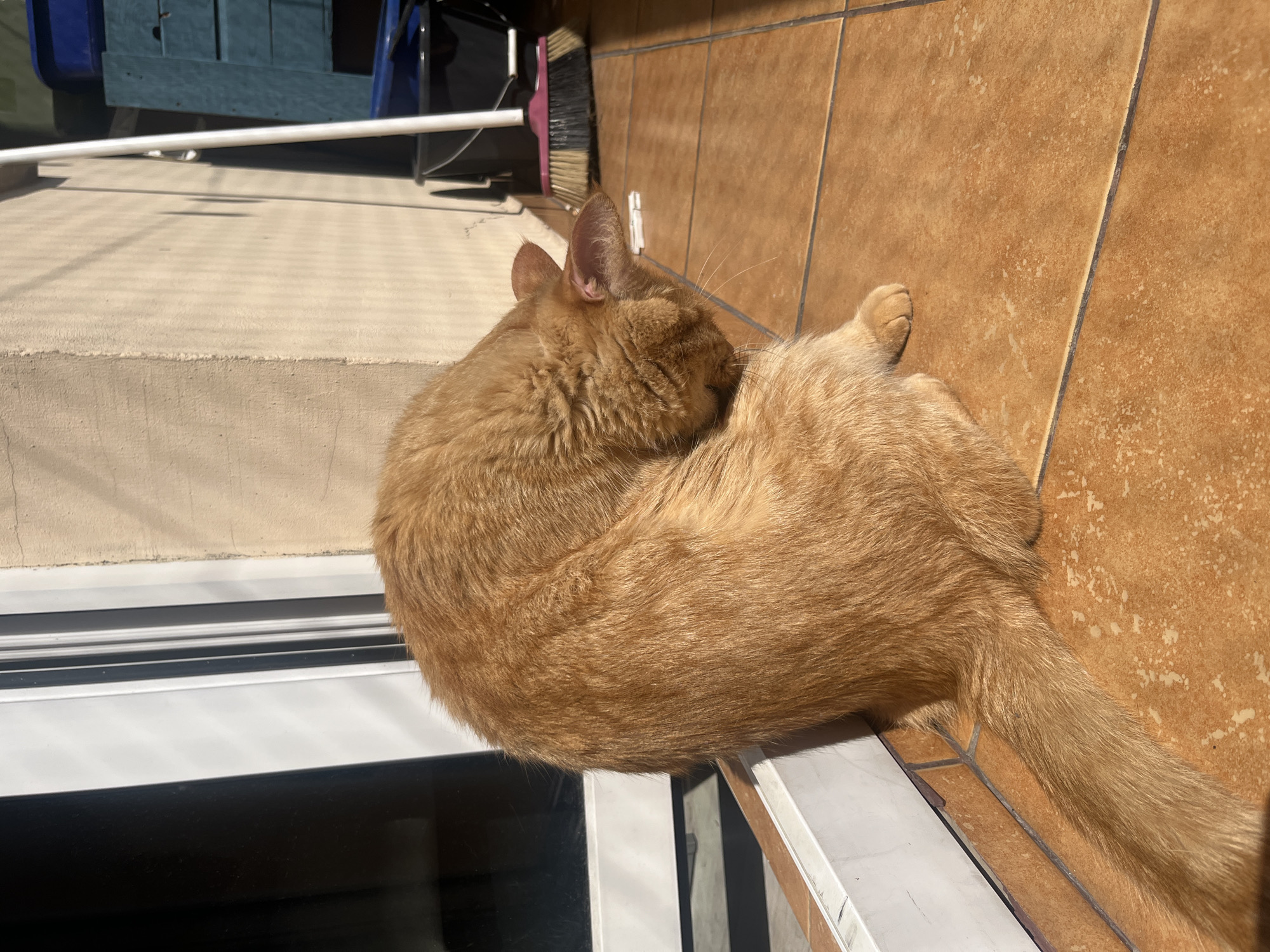 An orange tabby cat is grooming itself on a sunlit tiled patio in front of a beige stucco building. The cat is curled up, with its head tucked into its body. In the background, a broom and dustpan are leaning against the wall, and two blue plastic bins are visible. The patio is paved with orange-brown tiles. The image appears to have been taken in an outdoor setting, possibly a backyard or balcony. There is no specific indication of the location being in Zabrze, Poland, or any other city.