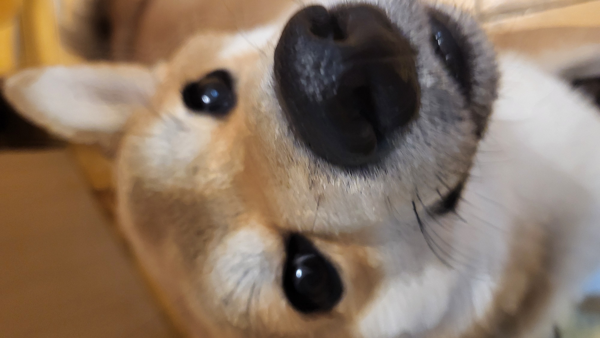 The media file presents a very close-up, low-angle portrait of a dog's face, making the dog appear to be looking down or upside down at the viewer. The primary subject is the dog's snout, featuring a prominent, textured black nose centered towards the top of the frame. Below the nose, one of the dog's dark, reflective eyes is clearly visible, showing a small glint of light. A second eye is partially visible further left, also dark and reflective.
The dog's fur is a blend of light brown, tan, and white, with some darker, greyish shading around the eyes and muzzle. Delicate whiskers extend from its snout. Part of a light-furred ear is visible on the left side of the image. The dog's expression appears alert and curious, suggesting an engaging interaction with the camera.
The background is softly blurred, showing indistinct shapes and warm color tones, primarily yellows and browns, indicative of an indoor setting, possibly featuring furniture or walls. There are no specific details in the background to identify a precise location, time of day, or weather conditions. No text is visible in the image. While the location context is Markovskii, Russia, the visual content of the image does not offer any specific cues or elements that directly relate to this geographical context.
