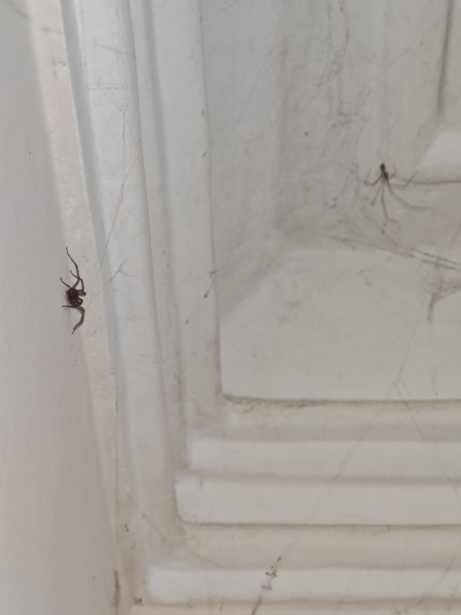 The image shows two spiders on a white, textured surface that appears to be an interior wall or ceiling with architectural molding. The spider on the left is dark brown and has a distinct body shape with long, spindly legs. It is positioned on the smoother, vertical section of the surface. The second spider is lighter in color and much smaller, located further to the right and slightly higher up. It is situated on the textured, horizontal sections of the molding and is partially obscured by what looks like a faint spiderweb. The lighting suggests it might be daytime, but there are no specific cues about the time of day. The location is identified as Vanadzor, Armenia. The scene is static, with the spiders appearing to be at rest or waiting. No text is visible in the image.