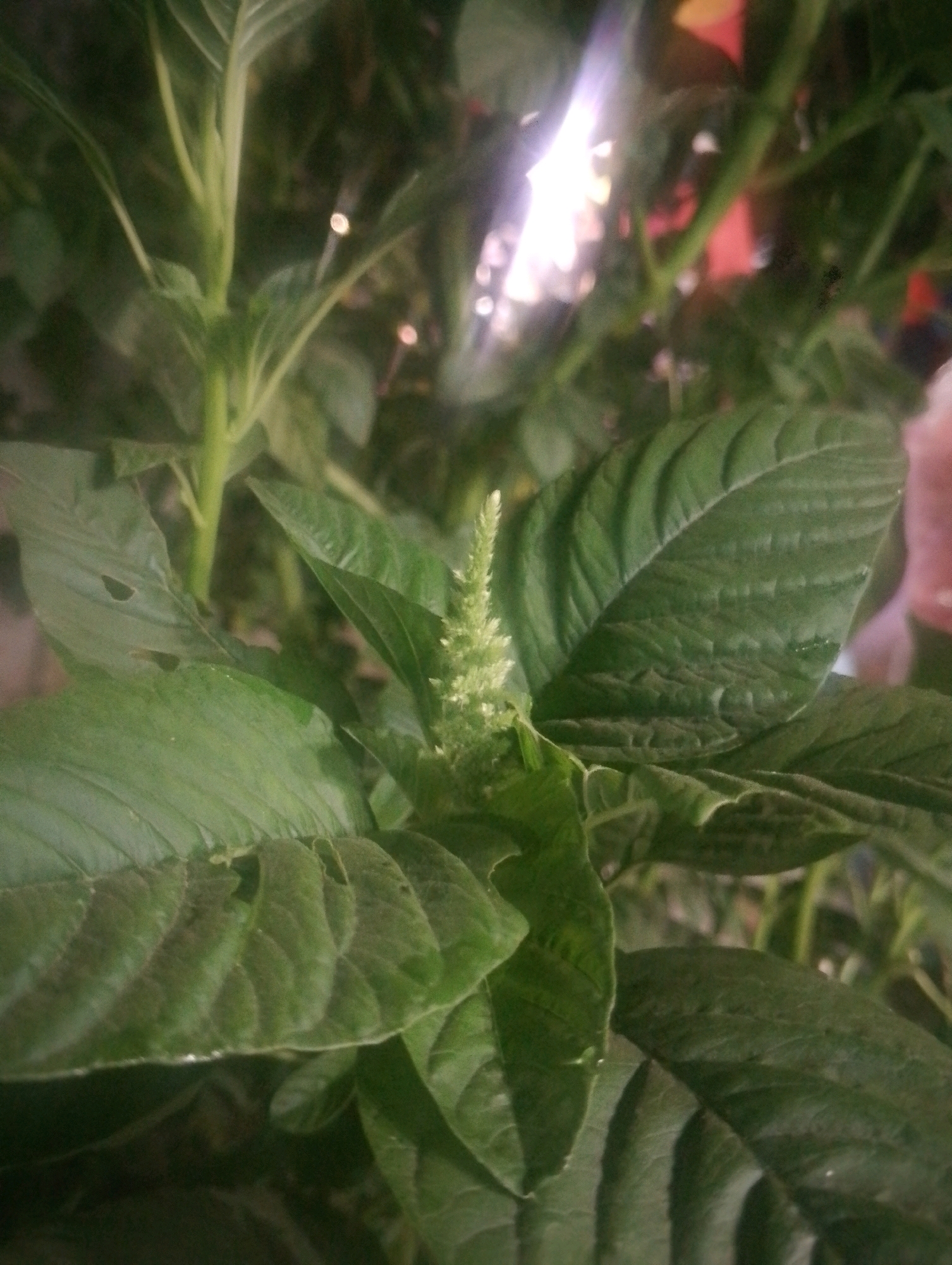 The image depicts a close-up view of a green plant with a central stalk and large, veined leaves. A small, spiky green flower head is visible at the top of the stalk. The background is blurred, showing hints of other greenery and some out-of-focus lights. The image appears to have been taken at night or in low light conditions, given the bright specular highlights. There are no people, actions, or interactions visible in the image, and no information about its location in Ngebra, Indonesia can be inferred.