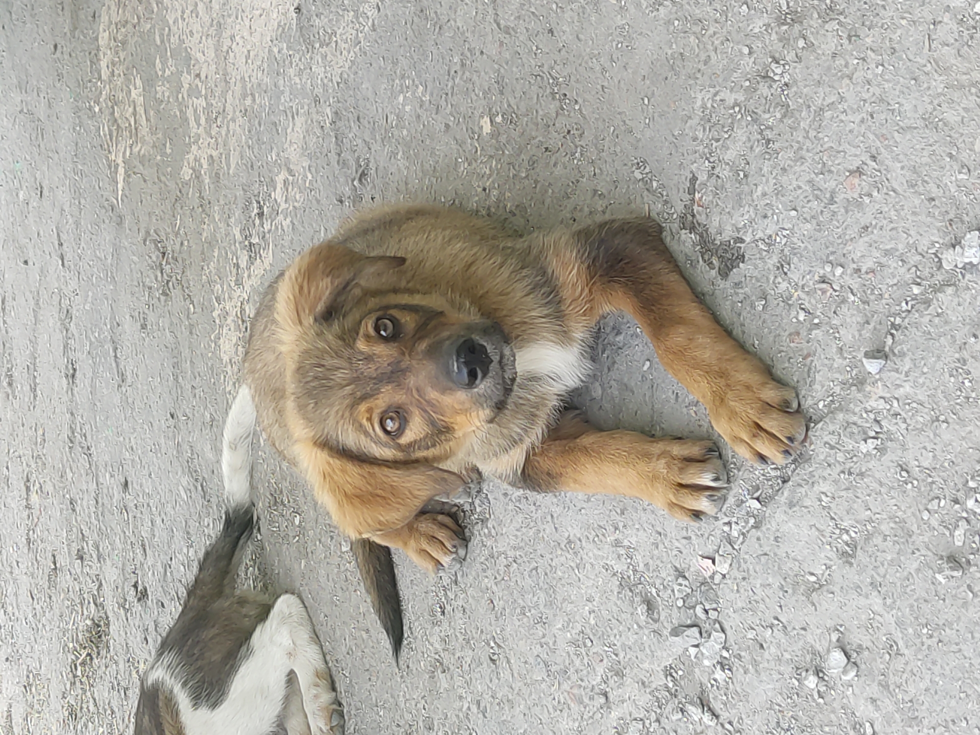 A medium shot captures a brown and tan puppy lying on a grey gravel surface. The puppy faces the viewer with its head slightly tilted. Its eyes are a warm brown, and it has floppy ears. A white patch of fur is visible on its chest. Its front paws are splayed out in front of it. Another dog, mostly brown and white, is visible in the background, lying down to the left of the puppy. The ground is covered in small grey stones and some sparse dry vegetation. The overall scene appears to be an outdoor, unpaved area.