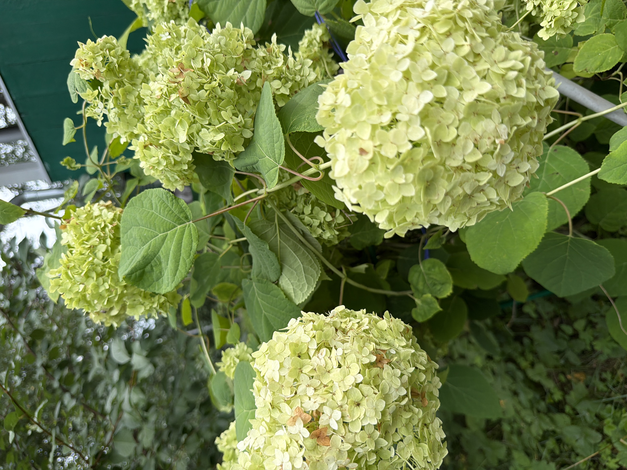 This is a close-up, eye-level shot of a cluster of light green hydrangeas. The flowers are in full bloom, with many small petals forming rounded heads. Some of the petals are starting to brown at the edges, indicating the season is changing. Large, serrated green leaves are visible throughout the frame, providing a backdrop to the blossoms. In the background, out of focus, are more greenery, a sliver of a green painted fence, and a portion of a white structure, possibly a building or a shed. The overall impression is of a natural, outdoor setting, likely a garden. The location provided is Altayskiye Zori, Russia, which suggests a garden within this geographical area. There are no people or animals visible in the image.