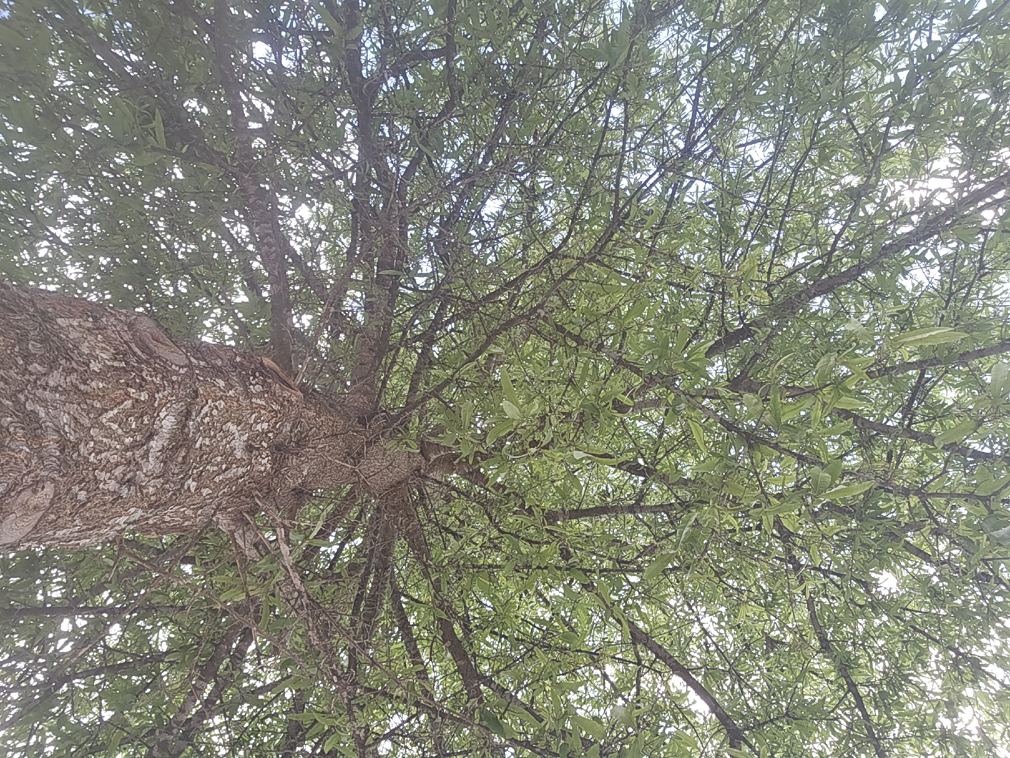 The image shows a close-up, low-angle view of a tree trunk and canopy. The tree has rough, textured bark with a light brown and gray coloration. The branches spread out extensively, covered in numerous small, bright green leaves. The leaves are densely packed, creating a full canopy that allows dappled sunlight to filter through. The background is a bright sky, indicating it is daytime. The image composition suggests the photo was taken in Dunwoody, United States of America, likely in a park or residential area given the presence of a mature tree. No people or specific actions are visible in the image.