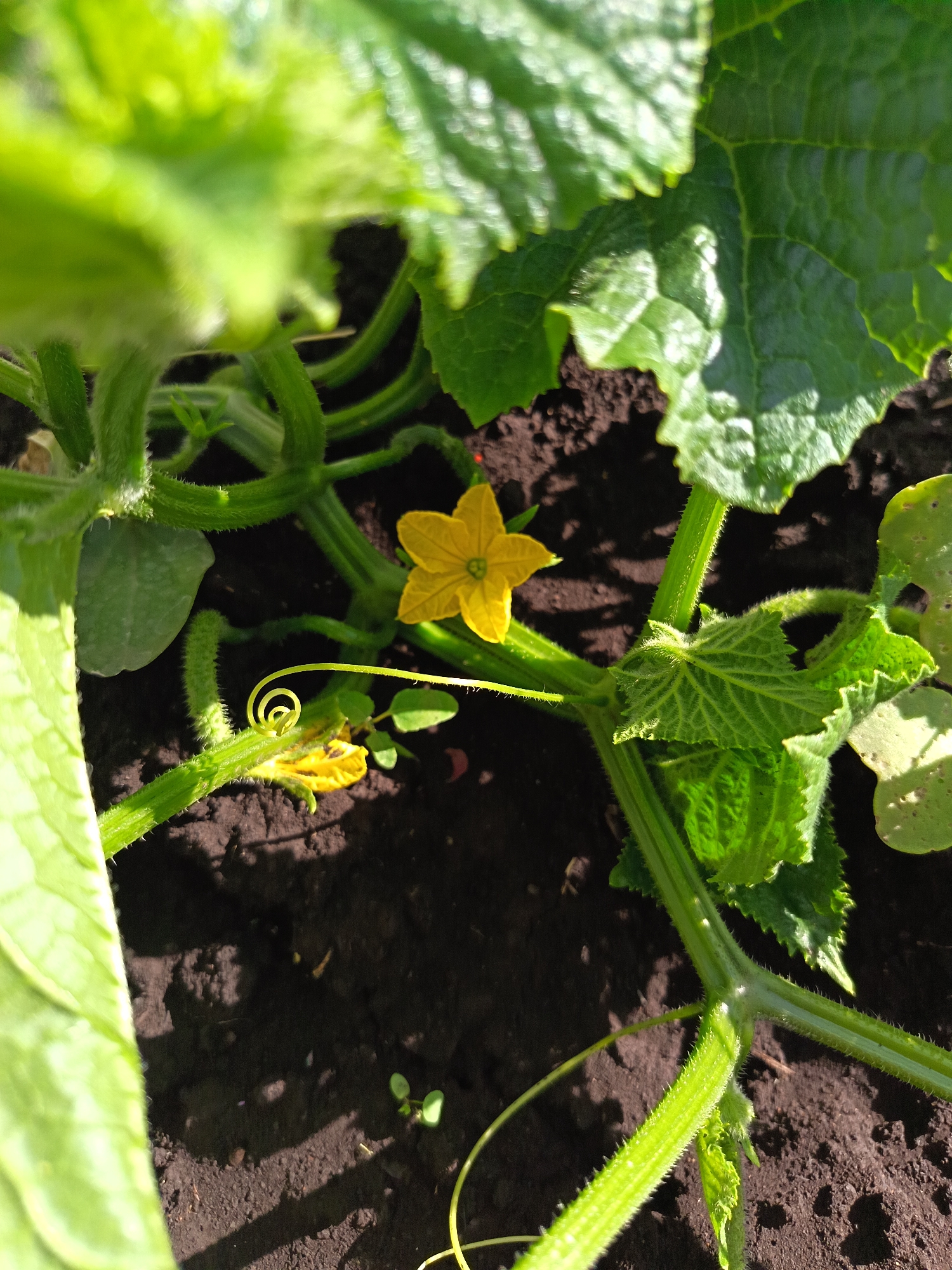 A close-up, low-angle shot captures a young cucumber plant growing in dark, rich soil. The plant has fuzzy green stems and vibrant green leaves, some of which are large and textured. Two yellow, star-shaped flowers are visible, one fully open and another partially closed. A delicate, spiraling tendril is also present, adding to the plant's intricate detail. The background is out of focus, showing more of the plant's foliage and the dark soil. The image appears to be taken outdoors on a sunny day.