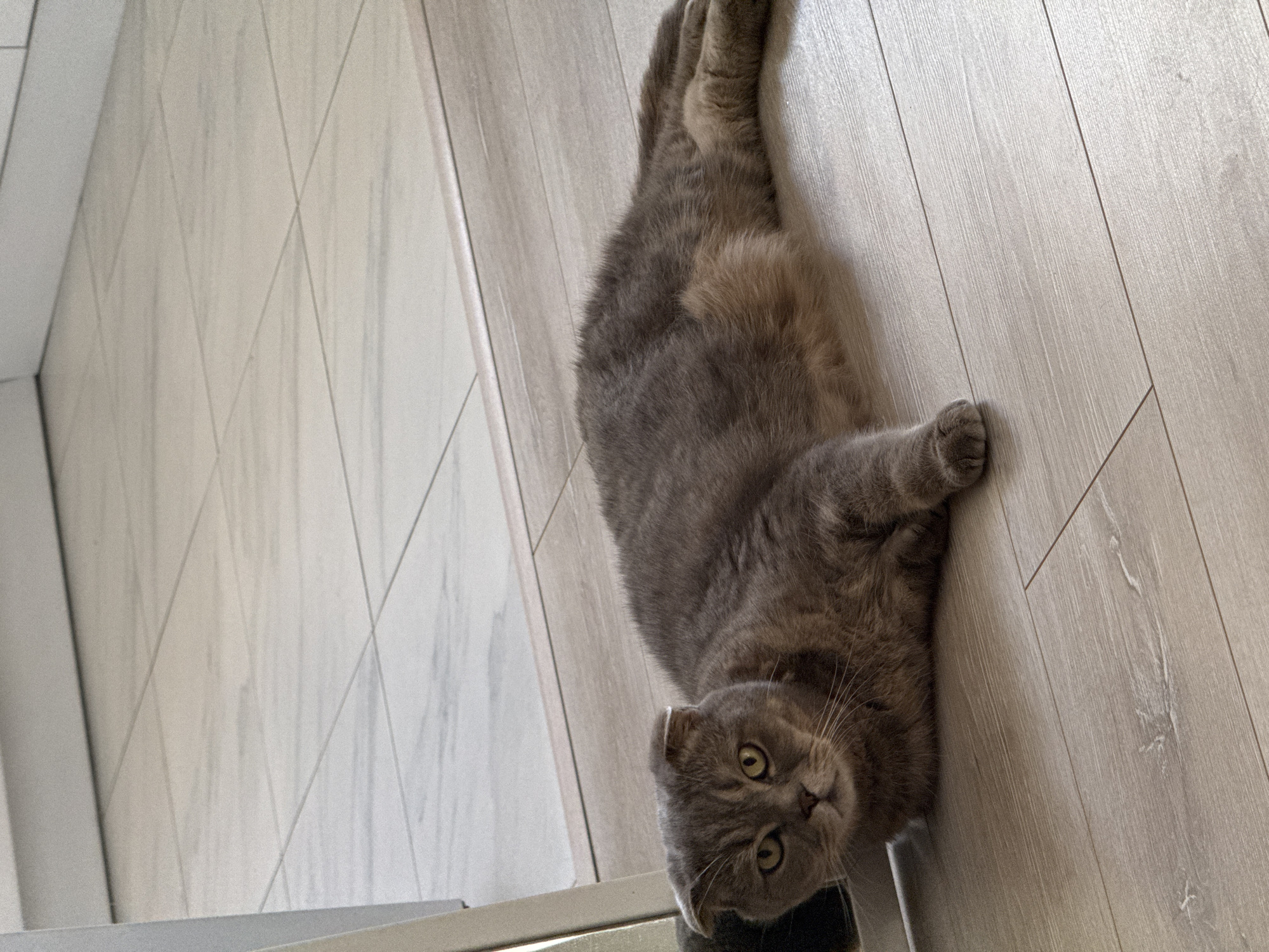 A British Shorthair cat, with grey and tan fur, is lying on its back on a light wood-grain floor. The cat's eyes are wide open and green, and it is looking directly at the camera. Its ears are folded forward, characteristic of the breed. The cat's paws are visible, with one extended. The floor is made of light-colored wooden planks arranged diagonally. To the left of the cat, the floor transitions to a lighter, possibly tiled surface with a diamond pattern. The lighting suggests it is daytime, indoors. There is no visible text in the image. The setting appears to be a home environment in Saratov, Russia.