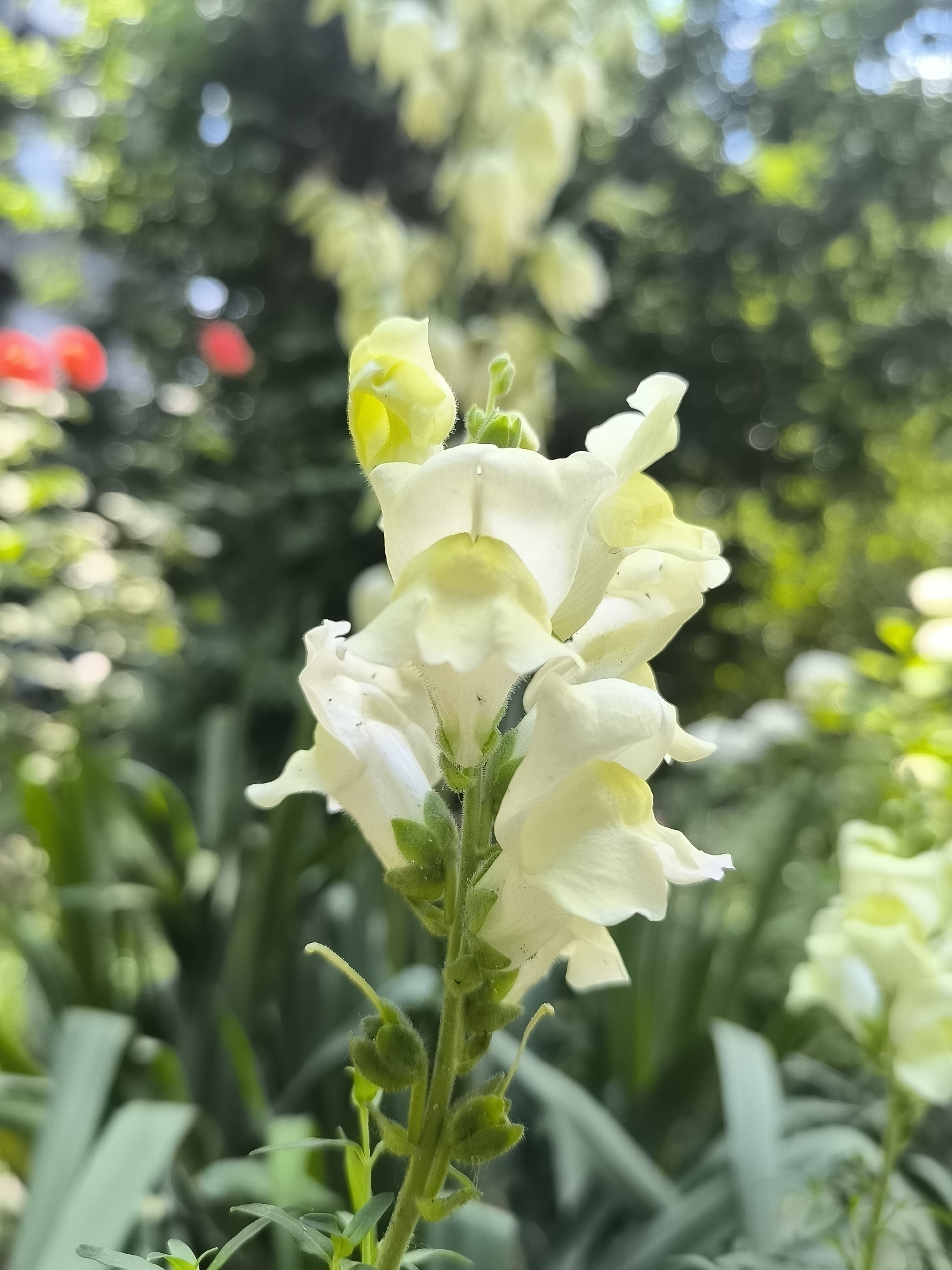 This is a vertical, eye-level, close-up photograph of a stalk of pale yellow snapdragon flowers. The flowers are in various stages of bloom, with some fully open and others still budded. They have a delicate, almost ethereal quality, with ruffled petals and a soft glow. The background is a blur of lush green foliage and hints of red from other flowers, suggesting a garden setting. The lighting appears to be natural, possibly from an overcast day, as there are no harsh shadows. The overall mood is serene and natural. The image was taken in Dnipro, Ukraine.