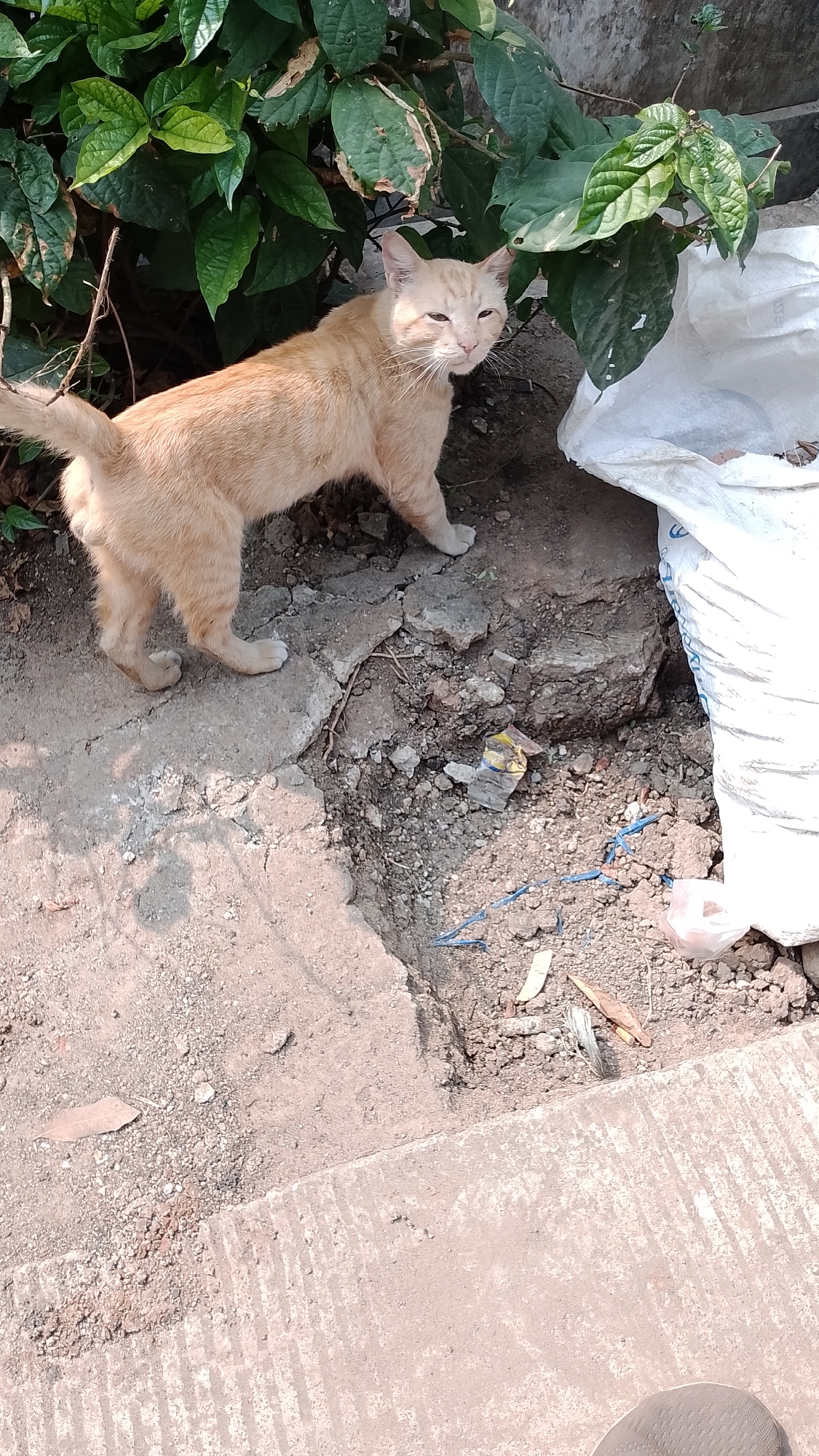 A ginger cat stands on cracked concrete near dense green foliage and a pile of white plastic sheeting. The scene appears to be outdoors in an urban environment, possibly a street or alleyway, in Bojongsoang, Indonesia. The cat is facing the viewer, with its head tilted slightly to the right, and its eyes are partially closed. The ground is composed of dirt, concrete fragments, and scattered debris, including pieces of colorful plastic and dried leaves. The white plastic sheeting is crumpled and partially filled with what appears to be trash. The foliage is lush and green, with some leaves showing signs of dryness or damage. The lighting suggests it is daytime, with shadows cast on the ground.