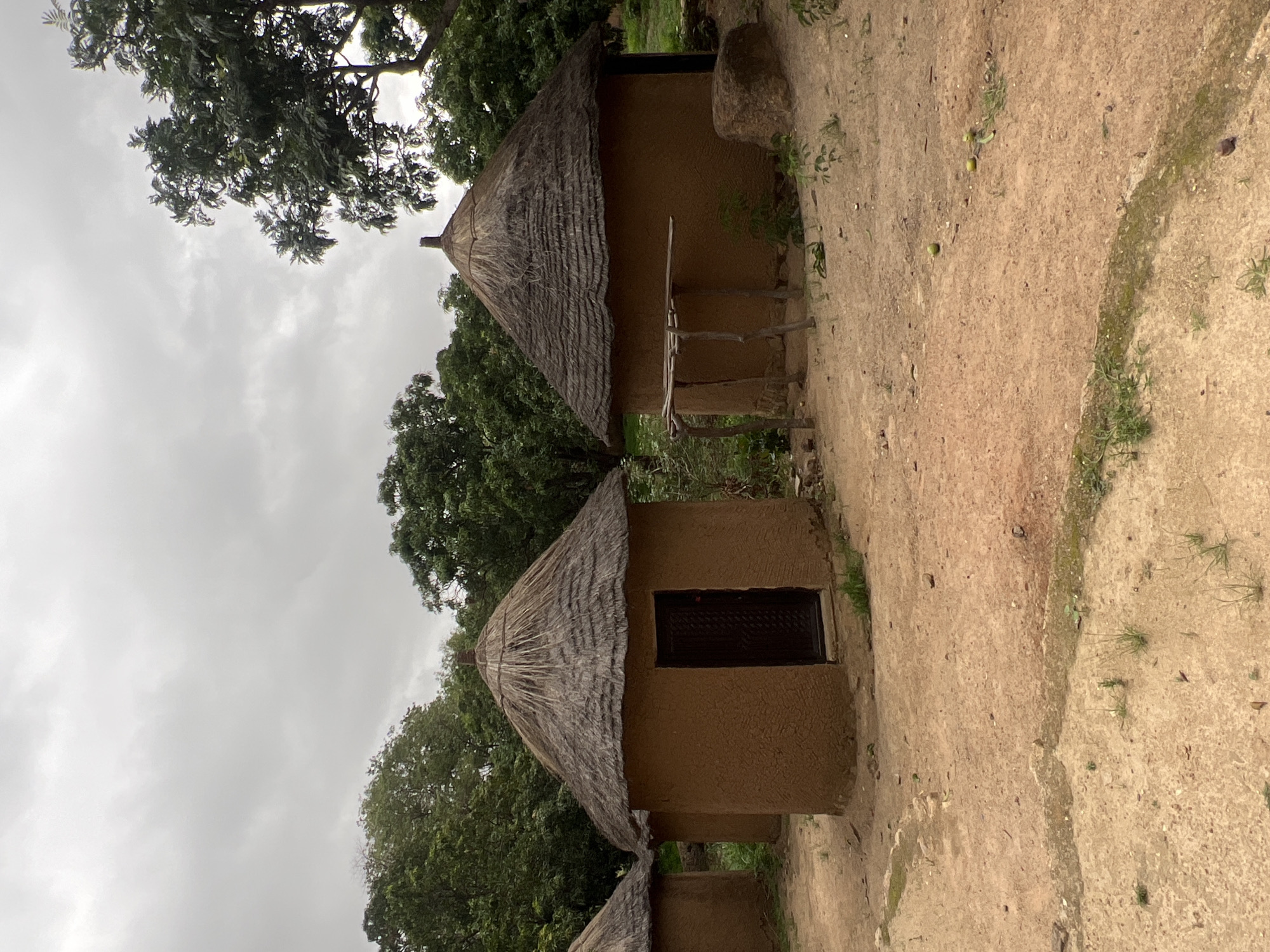 This image captures a serene, traditional rural landscape, consistent with a setting in Jos, Nigeria. The scene is dominated by several round, single-story mud huts, each featuring a distinctive conical thatched roof made of dried straw or grass.
Two huts are prominently visible in the midground. The hut on the right has a small, dark, rectangular opening, likely a window or a doorway, on its side. A large, light-colored rock rests near this hut. To the left and slightly behind, another similar hut is visible, with some rustic wooden poles or a small structure leaning against its front. A fragment of a third hut can be seen at the bottom left edge of the frame.
The ground is composed of dry, light brown earth, resembling a dirt path or a cleared area. Scattered across this ground are sparse patches of green grass and small plants. Two small, round, green objects, possibly unripe fruit or stones, lie on the ground near the center.
Lush green trees with dense foliage are visible throughout the background and around the huts, suggesting a rich natural environment. The sky is overcast, indicating a cloudy day without direct sunlight. There is no human activity or visible text in the photograph, presenting a tranquil and static view of traditional architecture in its natural surroundings.