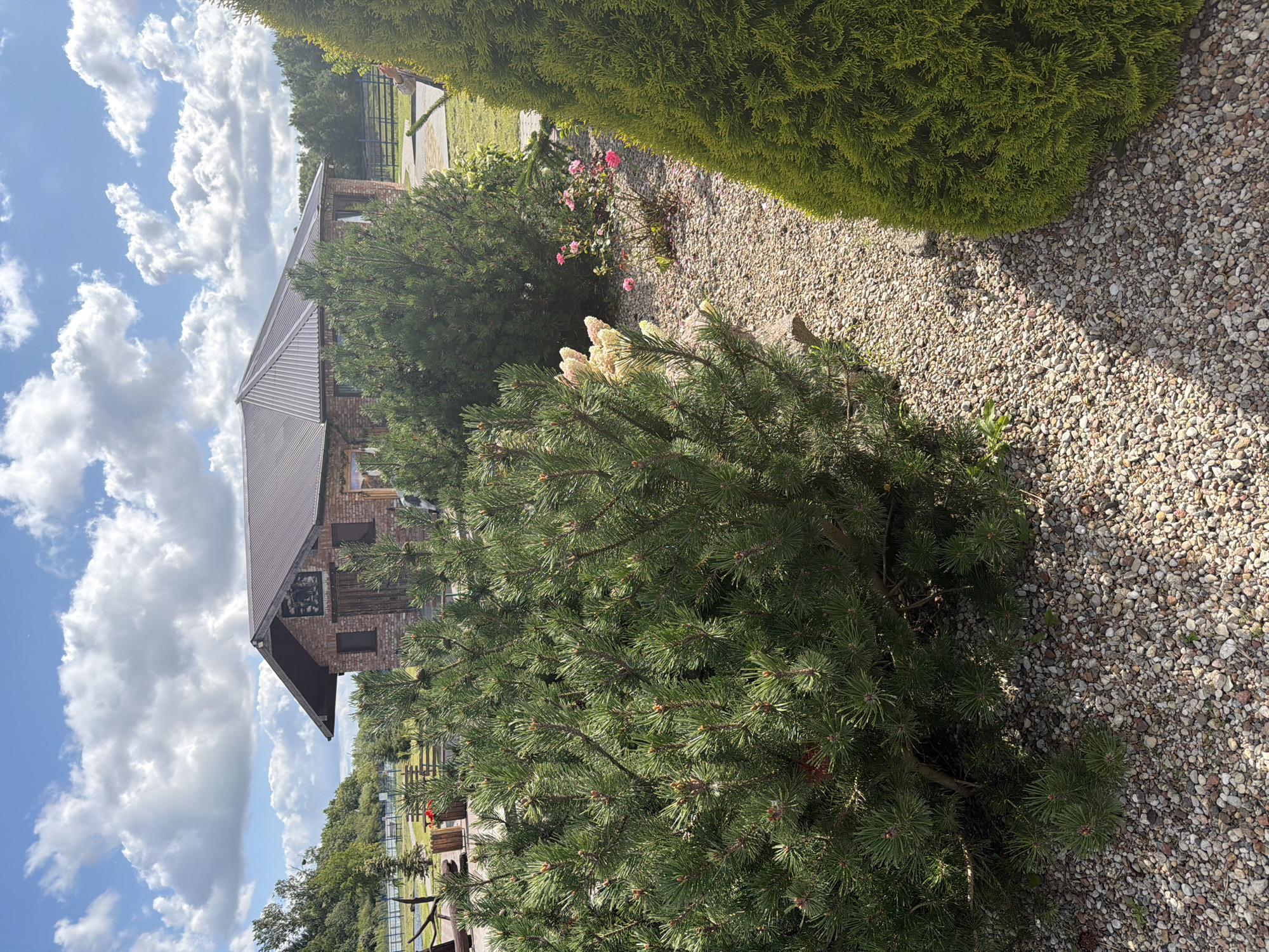 The image depicts a brick building with a metal roof, surrounded by a garden setting. In the foreground, there are two large evergreen bushes, one on the left and one on the right, with a gravel pathway between them. The bush on the left is a pine tree with green needles, and the bush on the right is a darker green conifer. A small rose bush with pink flowers is visible between the two evergreens, near the pathway. In the background, beyond the bushes and pathway, the brick building is visible, with a dark roof and several windows. Further back, there are trees and a wooden fence. The sky is blue with white, fluffy clouds. The scene appears to be outdoors, likely in a rural or suburban area. There are no people visible in the image. The image was taken on a sunny day, casting shadows from the vegetation onto the ground. The location is not specified to be Konstantinovka, Russia in the image.