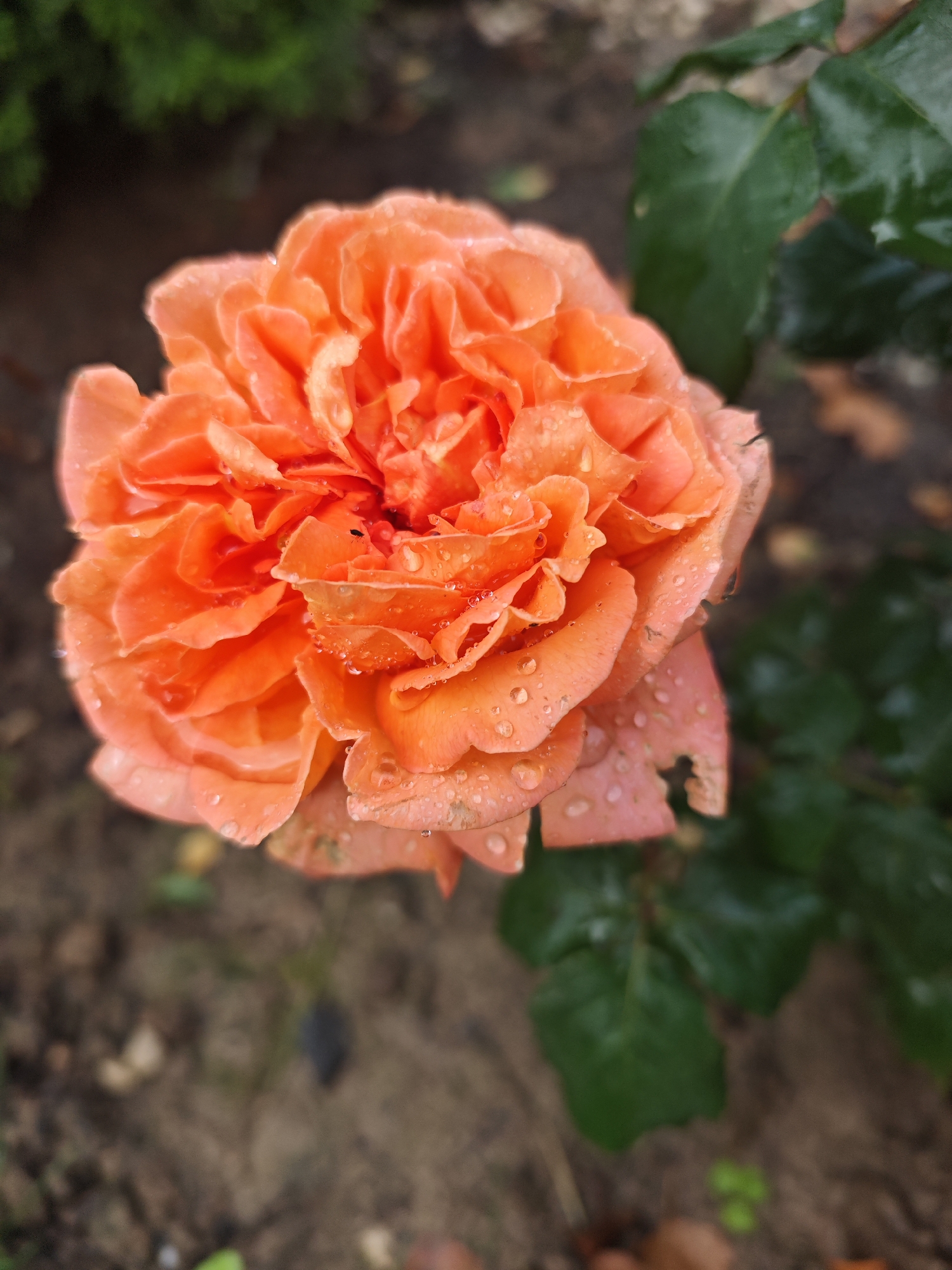A close-up, overhead shot captures a vibrant orange rose in full bloom, speckled with glistening water droplets. The rose is the primary subject, its ruffled petals creating a textured surface that catches the light. The background is softly blurred, revealing dark soil with scattered fallen leaves and green foliage to the right, suggesting an outdoor garden setting. There are no people or animals visible in the image. The scene is located in Лужники Снт, Russia.
