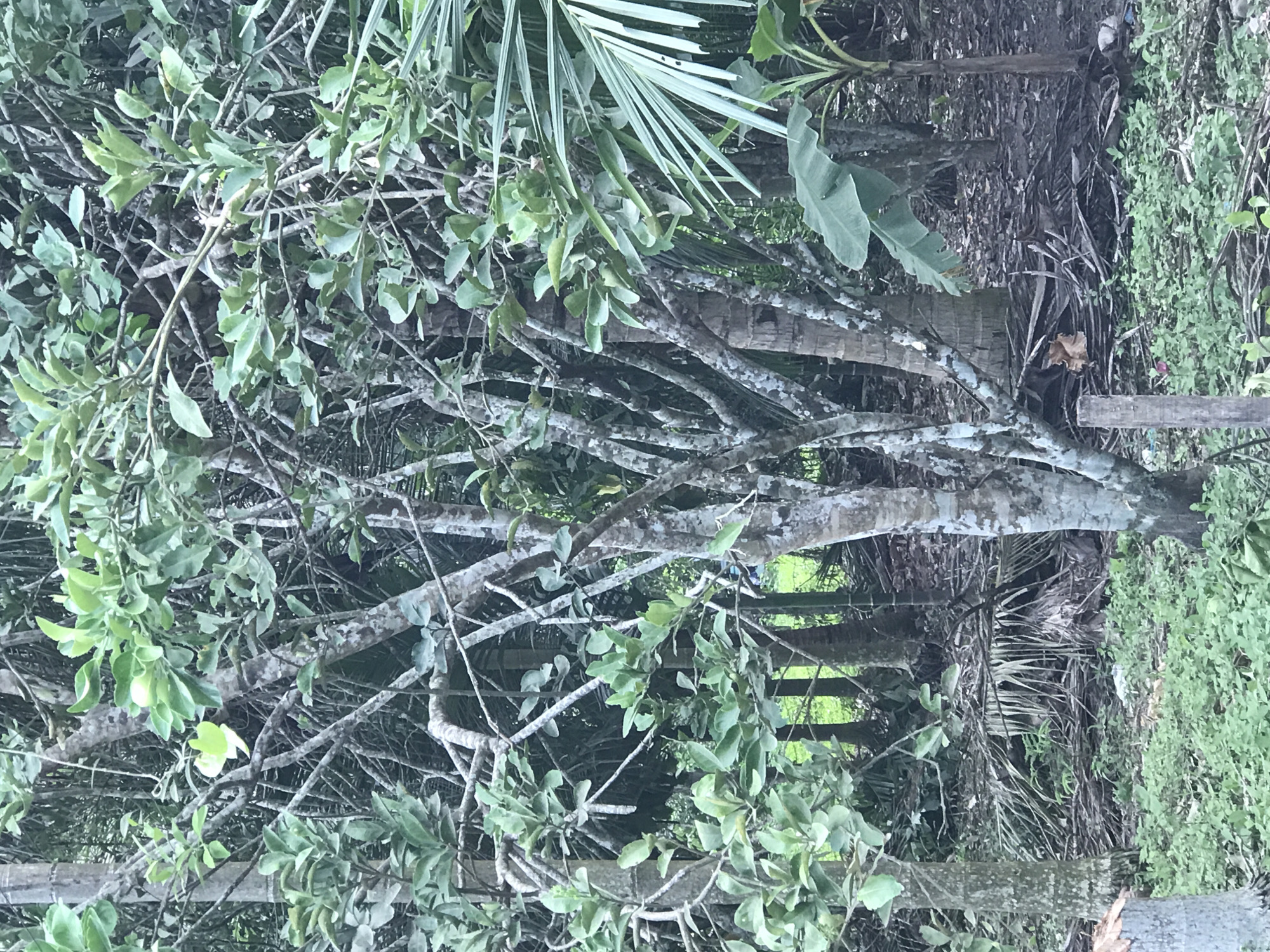 The image depicts a lush, densely vegetated landscape, most likely in a tropical environment. A prominent tree with light-colored, lichen-covered branches dominates the scene, its foliage consisting of small, rounded green leaves. The surrounding vegetation includes palm fronds and other types of leafy plants, creating a layered effect. The overall impression is one of dense, natural growth. Based on the prompt, it is likely the location is somewhere within Awegeutahpaya, Indonesia. There are no people visible in the image.