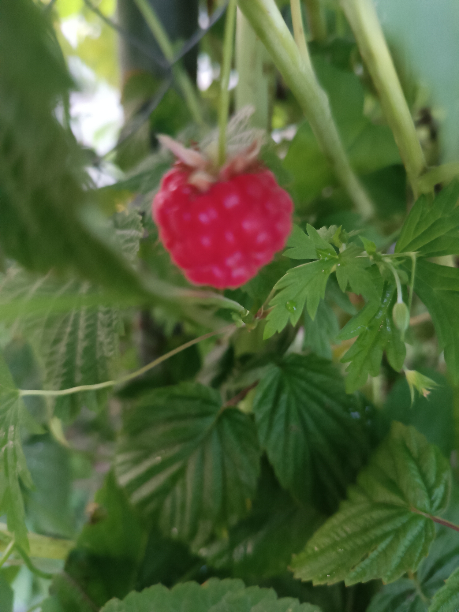 A single, ripe raspberry is the focal point of this close-up, outdoor shot. The berry is a vibrant red and is suspended amidst green foliage. The surrounding leaves and stems are out of focus, creating a blurred background that highlights the raspberry. The lighting suggests it is daytime, with soft illumination. The image appears to be taken in a garden or natural setting, possibly in Novaya Derevnya, Russia, given the context. There are no people or any other discernible objects in the frame.