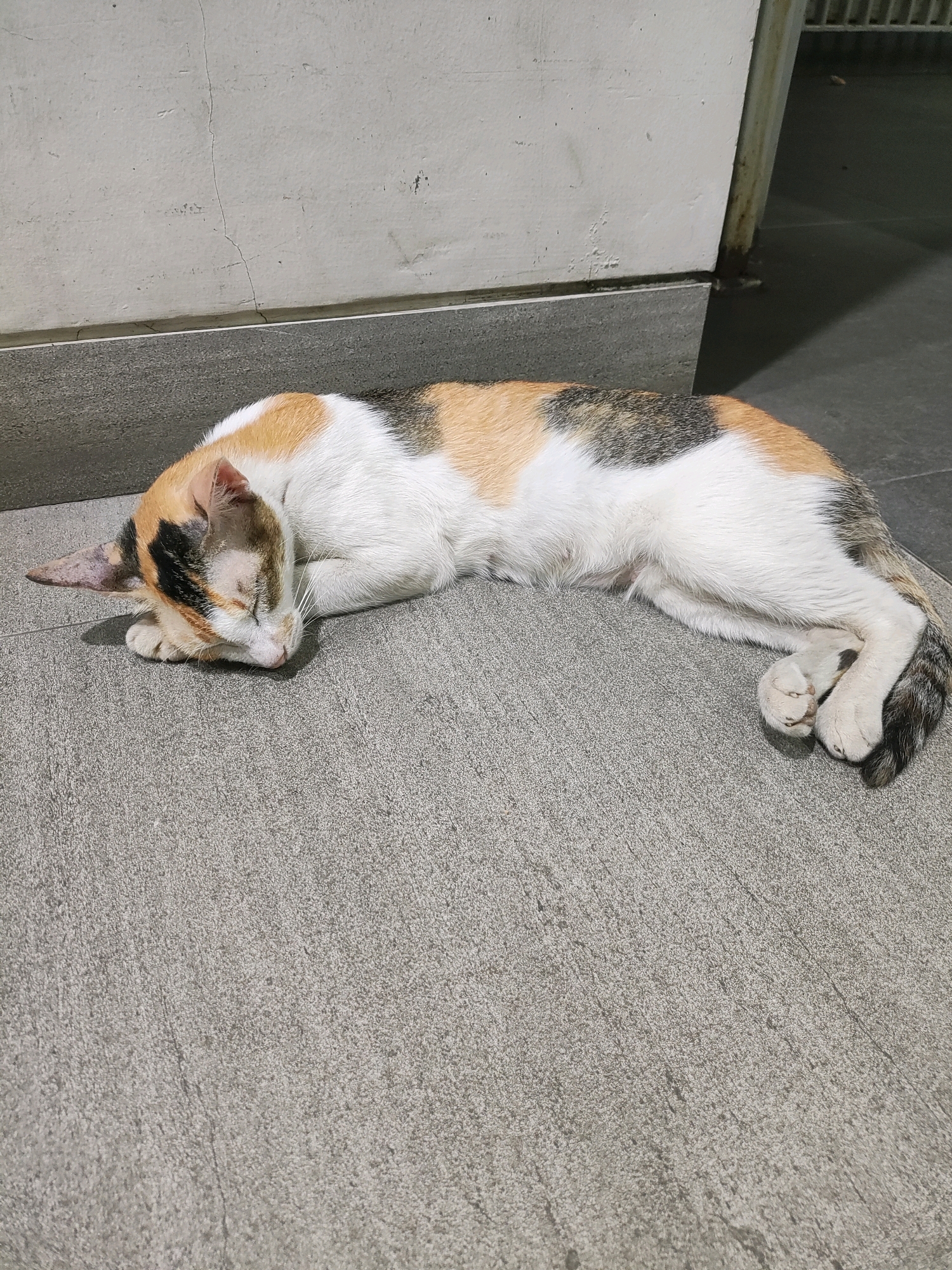 A calico cat is sleeping on a grey, textured floor. The cat is curled up on its side with its head resting on its paws. Its fur is a mix of white, orange, black, and grey patches. Behind the cat, a light-colored wall with a crack runs horizontally, and a darker grey baseboard separates the wall from the floor. To the right of the wall, a portion of a vertical metal structure and a shadow suggest an indoor or covered outdoor space. The overall environment appears to be a clean, somewhat utilitarian area.