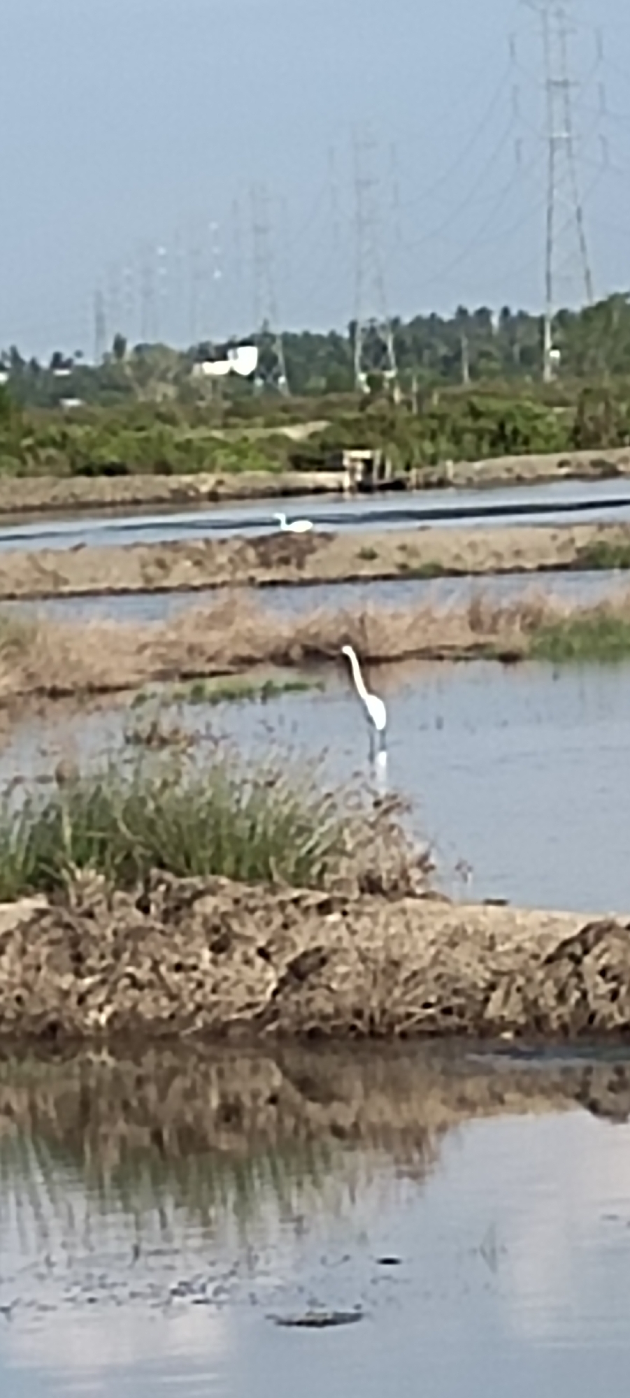 A photograph captures a marshy area with two visible white herons. The first, larger heron is standing in shallow water in the middle ground. A second, smaller white heron is in the distance. The marsh is divided into sections with narrow earthen embankments. Vegetation is visible growing on the embankments. In the background, power lines on tall metal towers extend across the horizon. The location is Lhokseumawe, Indonesia.