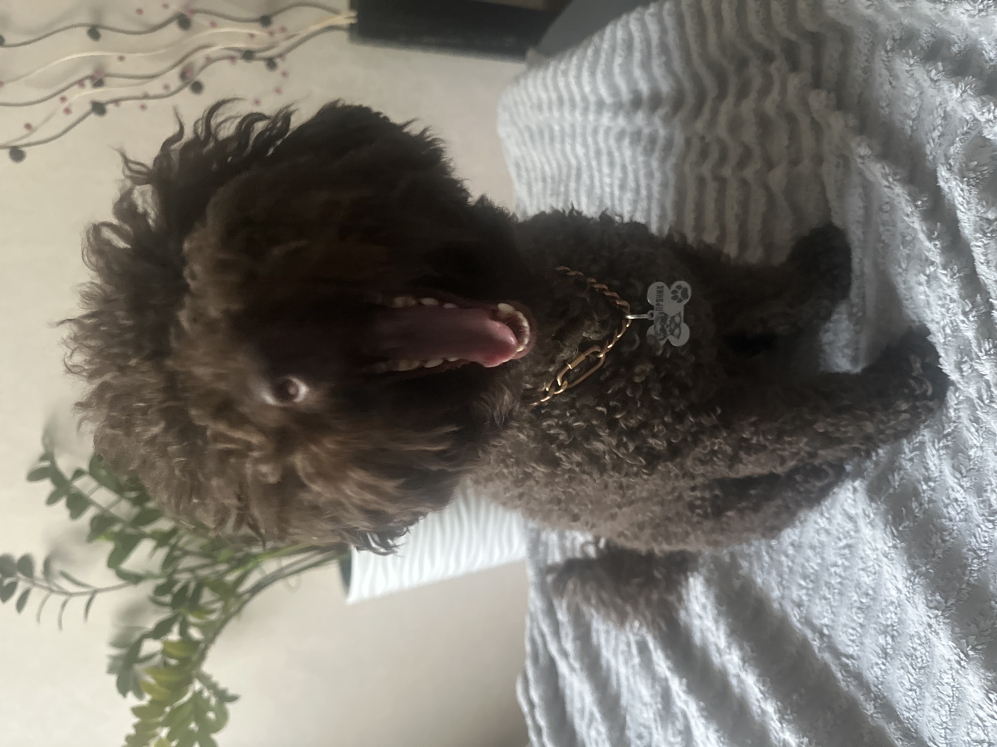 A medium shot shows a dark brown, curly-haired dog, likely a poodle mix, with its mouth wide open, possibly yawning or panting. The dog is wearing a gold chain collar with a silver tag that has a paw print design and some visible text. The dog is lying down on a textured, light gray blanket that appears to be soft and fluffy.
To the left of the dog, a portion of a decorative plant with green leaves is visible. In the background, a wall with a subtle pattern of wavy lines and small red dots can be seen. The lighting suggests an indoor setting, possibly during the daytime. The dog's expression is relaxed, with its tongue visible inside its open mouth and its eyes looking towards the viewer. The overall scene is domestic and casual.
The visible text on the dog's tag is too blurry to read accurately, but the paw print design is clear.