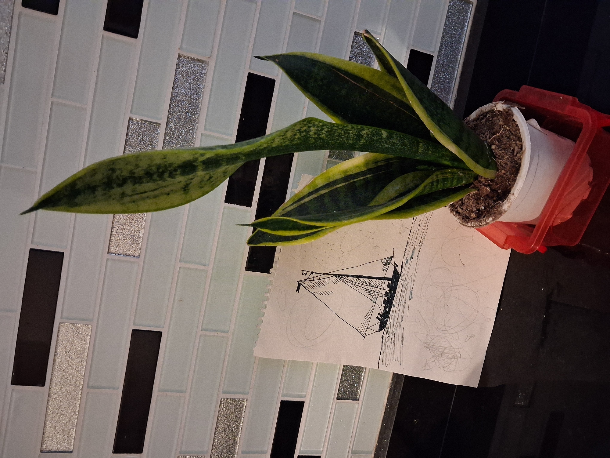 A snake plant in a white pot with a red saucer sits on a black countertop. To the left of the plant is a piece of paper with a drawing of a sailboat. The background is a tiled wall with alternating white, black, and textured silver rectangular tiles.