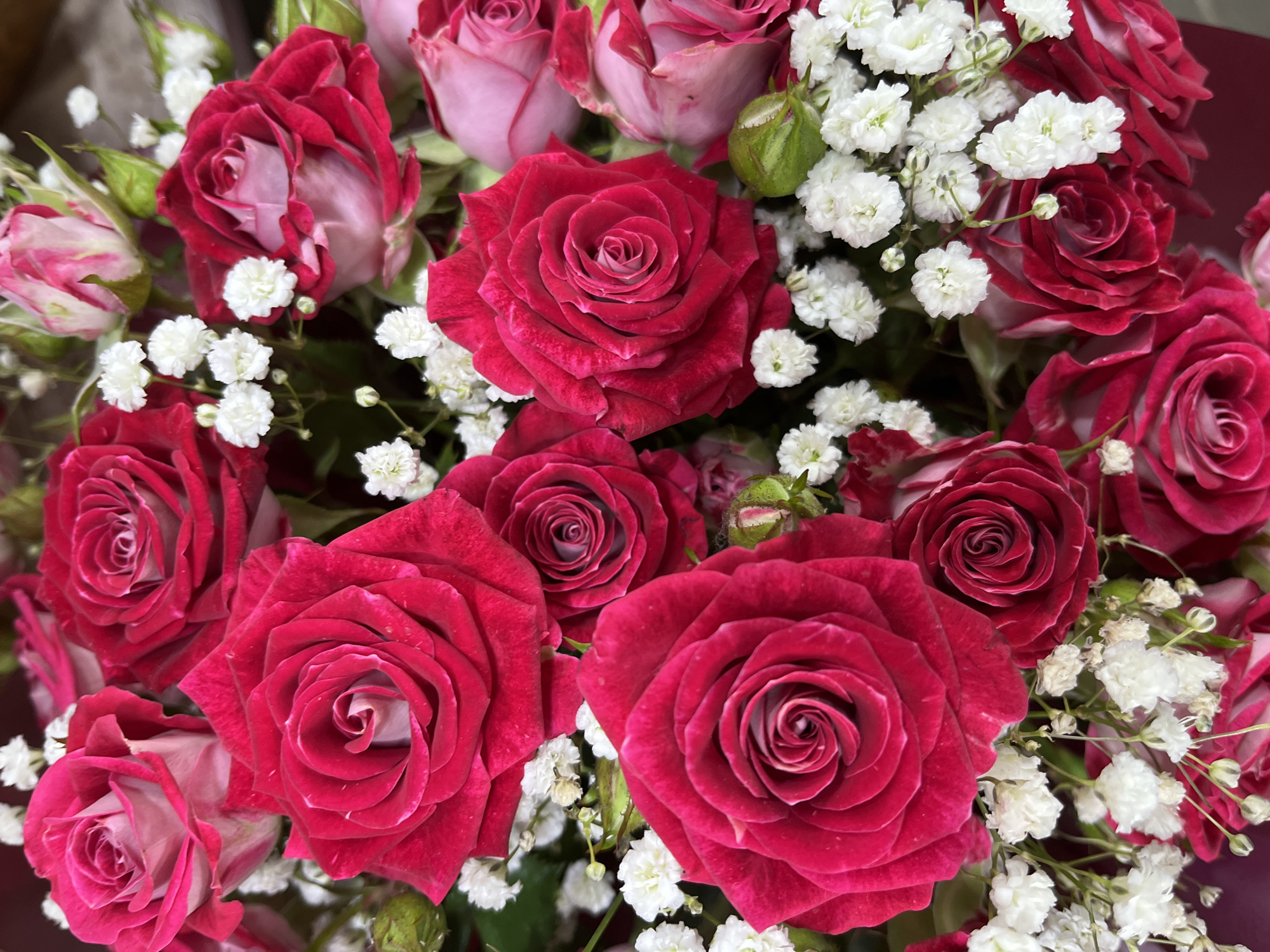 A close-up, overhead shot displays a bouquet of red and pink roses interspersed with white baby's breath. The roses are the dominant feature, with many in full bloom, showcasing their layered petals. Some roses are a deep, vibrant red, while others are a softer pink with darker red edges. The baby's breath provides a delicate contrast to the bold roses, adding texture and volume to the arrangement. Green buds and leaves are also visible, suggesting the flowers are fresh. The lighting is bright, highlighting the rich colors and intricate details of the petals. The background is blurred, keeping the focus entirely on the floral display.