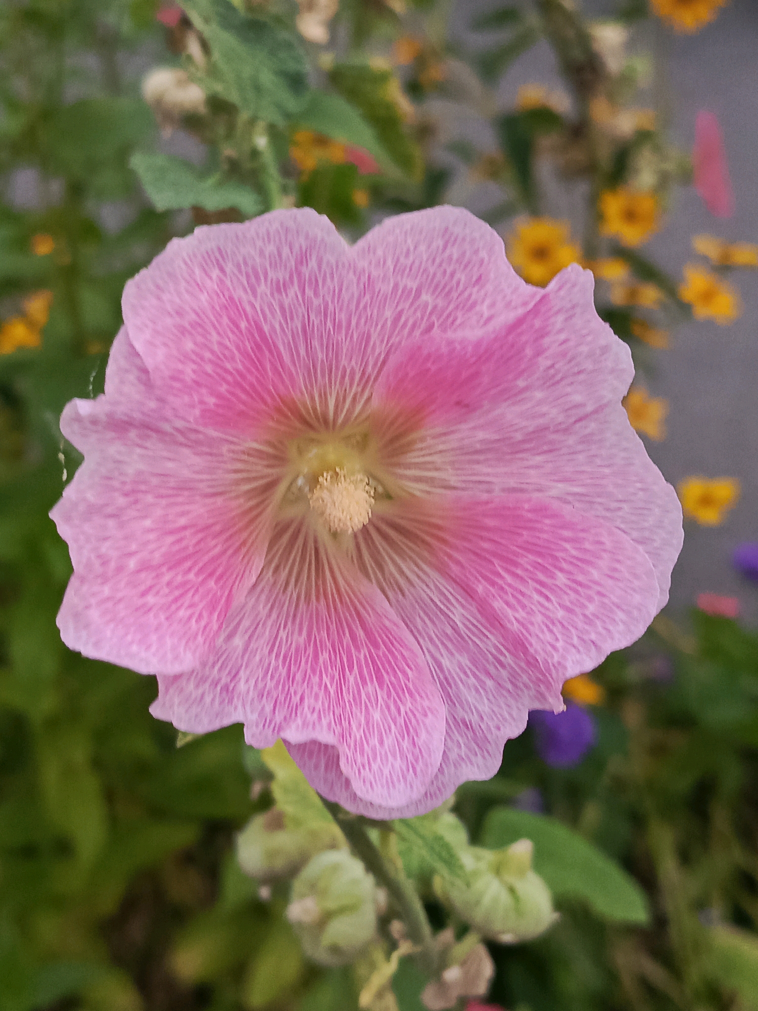 A close-up, eye-level, vertical, outdoor photograph shows a single, large, pink hollyhock flower in full bloom, centered and dominating the frame. The petals are a vibrant pink with lighter pink, delicate vein-like markings radiating from the center. The flower's center contains light yellow stamens. The background is softly blurred, featuring green foliage, small yellow flowers, and hints of other colors like purple, suggesting a garden setting. The image is well-lit, highlighting the texture and detail of the flower. No people or specific landmarks are visible.