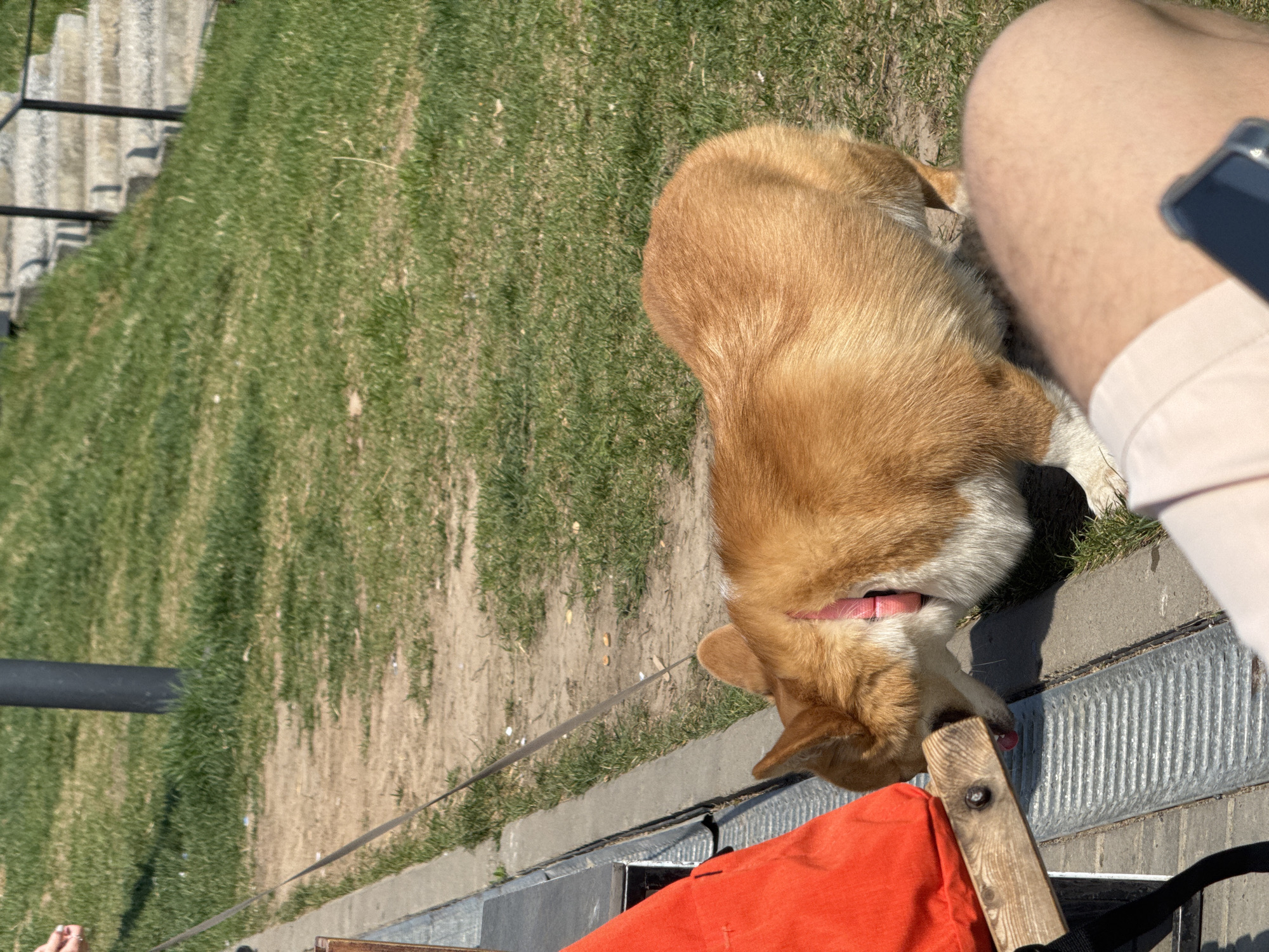 A medium shot, rotated counter-clockwise, depicts a tan Pembroke Welsh Corgi dog next to a person, presumably its owner, sitting on a bench in a park-like setting. The dog is positioned on a concrete surface with a metal grate, possibly a drainage system, with its head near an orange bag placed on the bench. The dog is wearing a pink collar.
The human figure is seen partially, showing the leg wearing peach-colored shorts. A smartphone is partially visible in the right upper corner of the frame. The location appears to be outdoors in daylight. Grass and some steps are on the left side. A leash connected to the dog is visible and runs off the bottom left of the frame. A black pipe-like structure is positioned to the left of the grassy area. The image conveys a casual outdoor scene, potentially in a city park. There is no information in the image to identify that it is in Izhevsk, Russia.