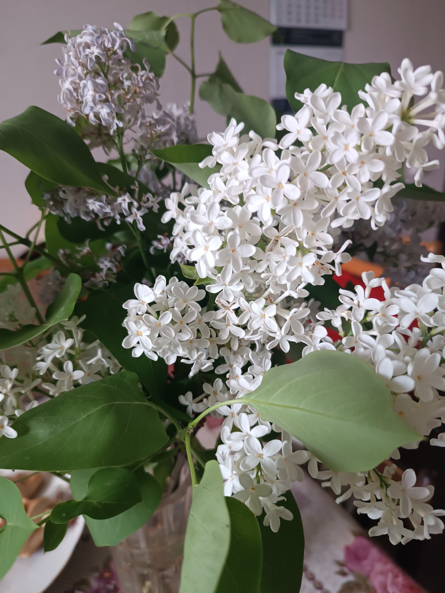 A close-up shot reveals a bouquet of lilacs in a vase. Predominantly white blooms intermingle with some light purple ones, surrounded by lush green leaves. The scene is brightly lit, highlighting the delicate texture of the flower petals. The background appears to be an interior setting, with a calendar visible on the wall and a patterned surface underneath the vase. The location is Unknown, Unknown.