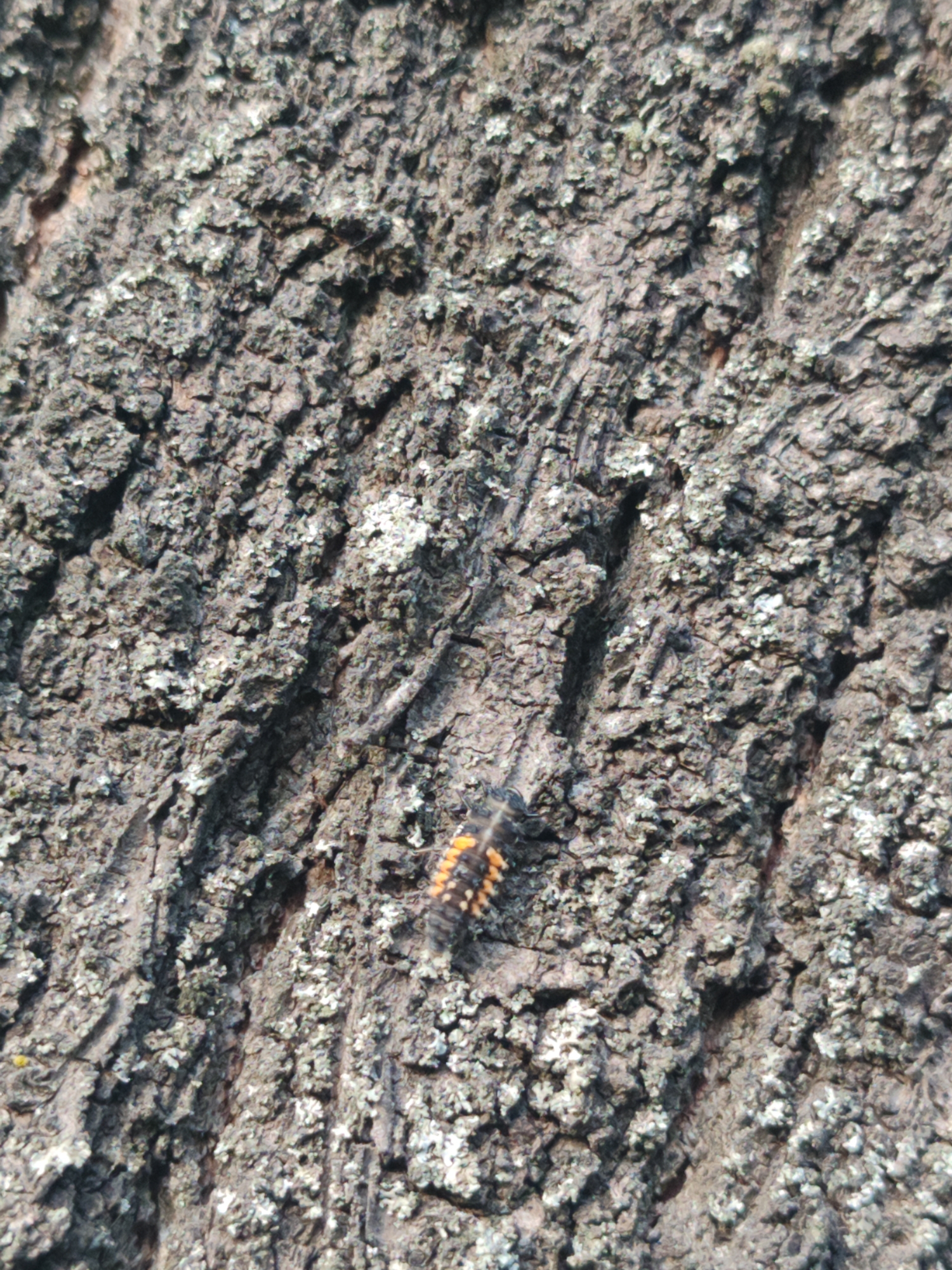 The scene presents a detailed, close-up view of textured tree bark, predominantly dark brown and grey, deeply fissured with irregular ridges and valleys. Patches of light-colored, possibly greenish-white lichen, are visible adhering to the bark's surface throughout the frame. In the lower right section, an insect larva is observed, oriented vertically upwards, featuring a dark, segmented body with multiple bright orange-yellow markings or bands along its dorsal side. The lighting suggests an outdoor setting, casting subtle shadows that emphasize the rough texture of the bark. The image provides no specific visual markers or landmarks to identify its precise location within the city of Kyiv, Ukraine; the depicted tree bark and insect are generic natural elements found in various wooded or park environments.