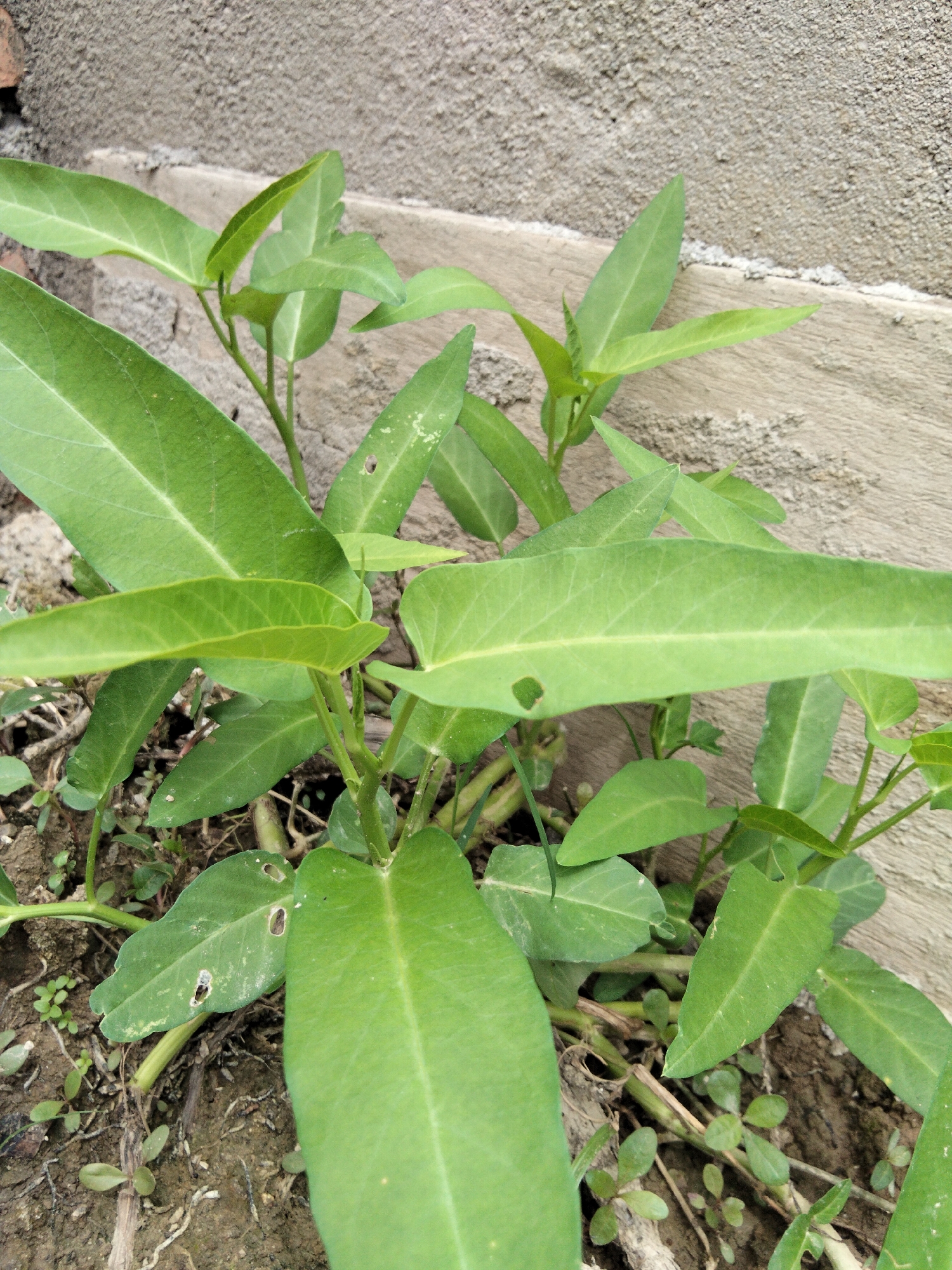 A close-up, eye-level shot shows several vibrant green water spinach plants growing in the soil near a textured concrete wall. The plants have large, arrowhead-shaped leaves with prominent veins. Some leaves show small holes, possibly from insect damage. The soil is dark brown and appears moist, with some dry debris and smaller green weeds scattered throughout. The background consists of the rough, grey concrete wall with a horizontal band of lighter-colored wood or cement running across it. The lighting is natural and diffused, casting soft shadows. The image appears to have been taken outdoors, possibly in a garden or a less manicured urban area. The scene does not contain any people or visible evidence of human activity beyond the wall and the implied cultivation of the plants. The location is specified as Benuaraja, Indonesia.