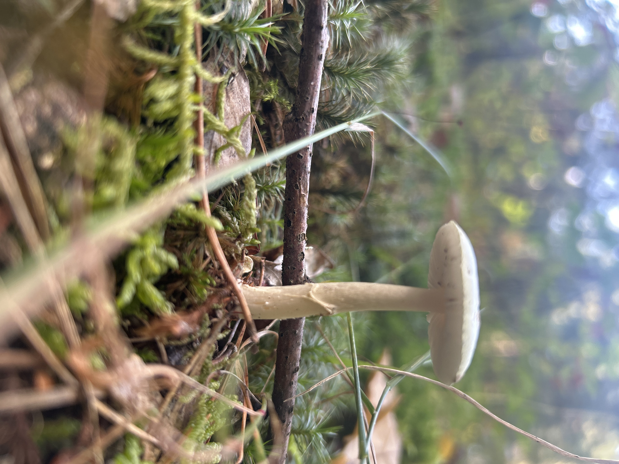 An underexposed, low-angle, close-up shot captures a single, light-colored mushroom growing in a forest floor environment in Brodowo, Poland. The mushroom, with a pale cap and stem, stands centrally in the frame. Its cap is wide and flat with faint speckles, and the stem appears smooth and slightly curved. The mushroom is surrounded by lush green moss, dark brown soil, and fallen twigs and pine needles. A thin, dry twig runs horizontally across the mid-ground, positioned behind the mushroom's stem. In the background, out-of-focus green foliage and a blurred bokeh of white and green light suggest trees and the sky. The overall lighting is dim, with hints of natural light filtering through the canopy.