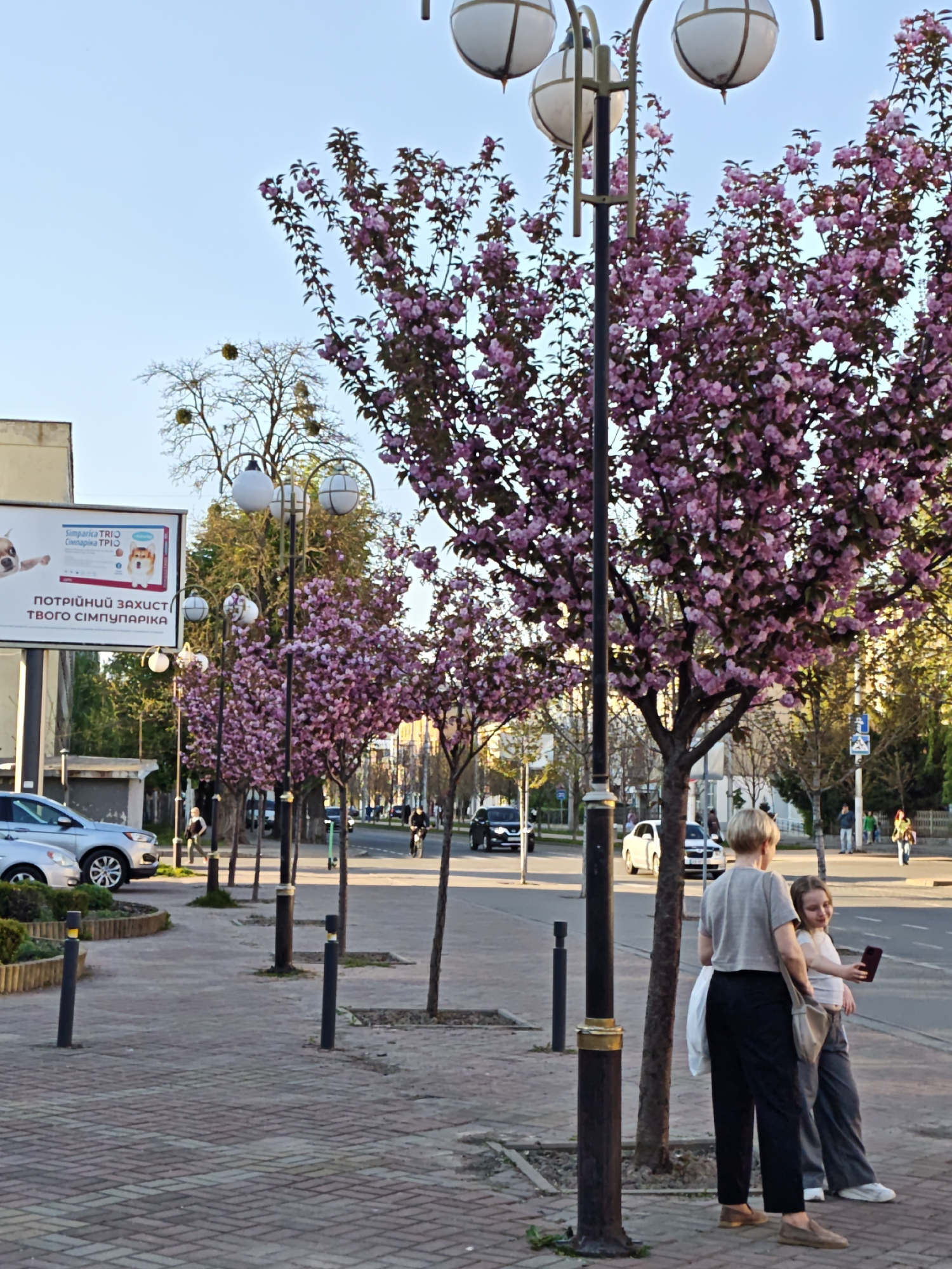 The image depicts a street scene in Vinnytsia, Ukraine, characterized by blossoming trees with pink flowers lining the sidewalk. The sidewalk is paved with bricks, and there are ornate street lamps with spherical lights spaced along the street. Two women are standing on the sidewalk, appearing to take a photograph with a mobile phone. Cars are visible parked and driving along the street, and there is a billboard in the background with Ukrainian text. The sky is a clear, light blue.