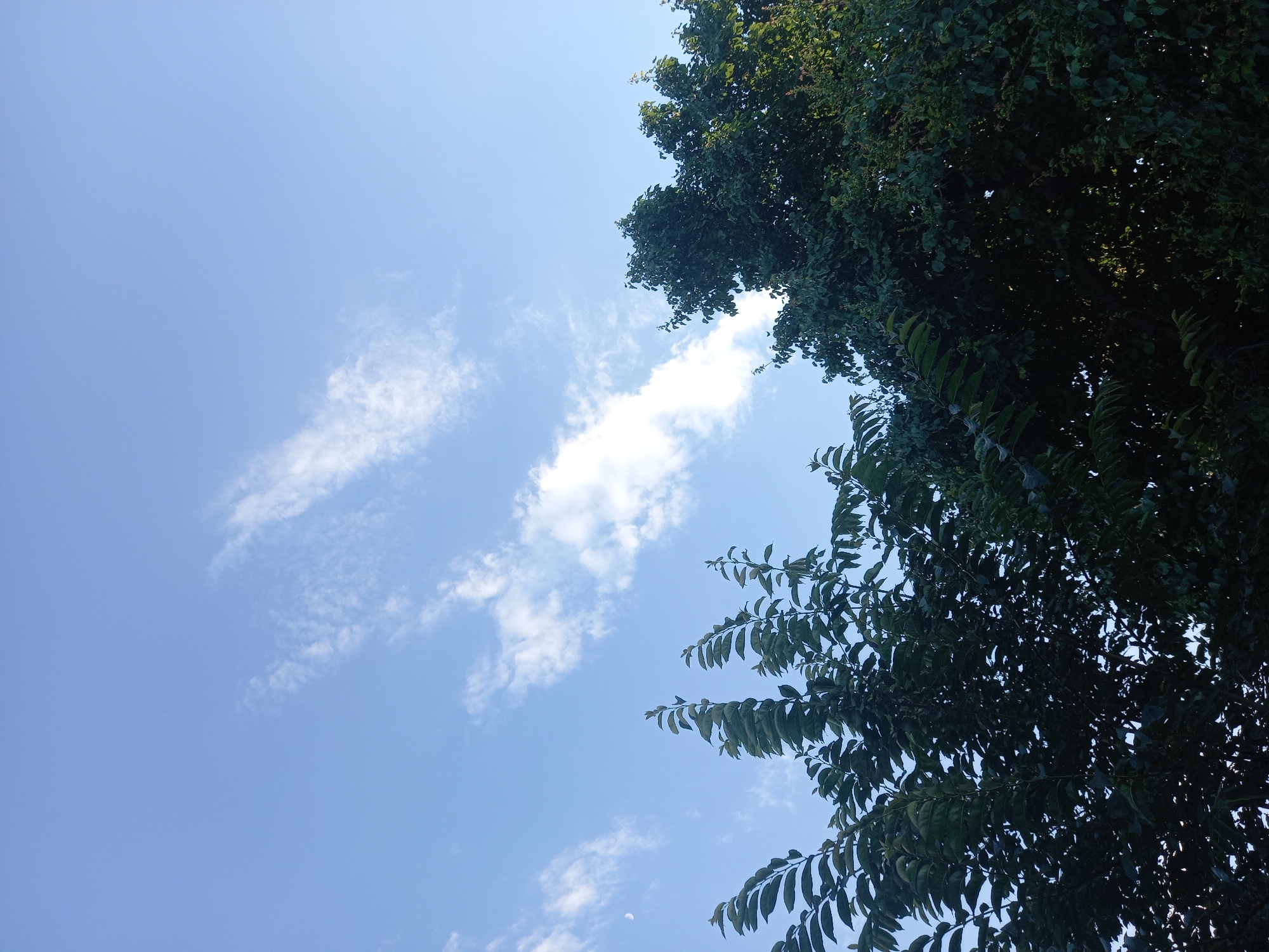 This is a low-angle shot looking up at a bright blue sky with scattered white clouds. On the right side of the frame, a dense canopy of dark green leaves from a tree fills the upper portion, with branches extending downwards and outwards. The leaves are tightly packed, obscuring much of the sky behind them. Some sunlight filters through the leaves, creating dappled lighting effects. A small, faint crescent moon is visible in the lower left quadrant of the sky. The scene appears to be outdoors during the daytime, with clear weather and pleasant lighting. The location is Keles, Uzbekistan, suggesting a potentially warm climate. There is no visible text in the image.
