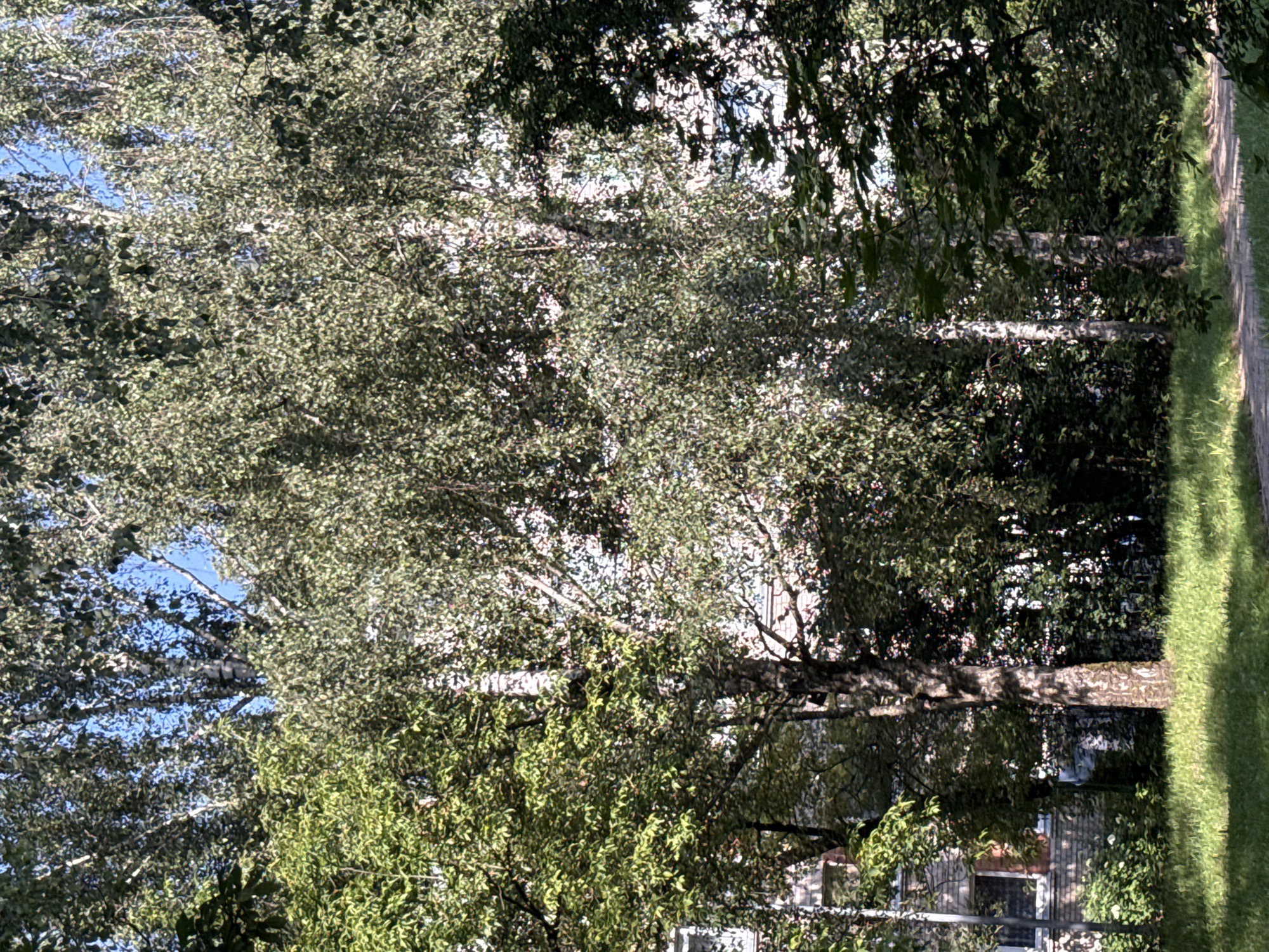 The image depicts a sunlit scene in Rudamina, Lithuania, featuring a path through a park or residential area. In the foreground, a patch of green grass is illuminated by dappled sunlight, with a dirt path curving through it. To the left, a building constructed with brick is partially visible, featuring windows with white frames. Several trees dominate the scene, with one prominent birch tree in the center displaying its characteristic white bark. Dense foliage from various trees creates a lush, green canopy, with some branches extending towards the building and over the path. The sky is a clear blue, visible through the gaps in the leaves. The overall impression is one of a tranquil, urban green space on a bright day.