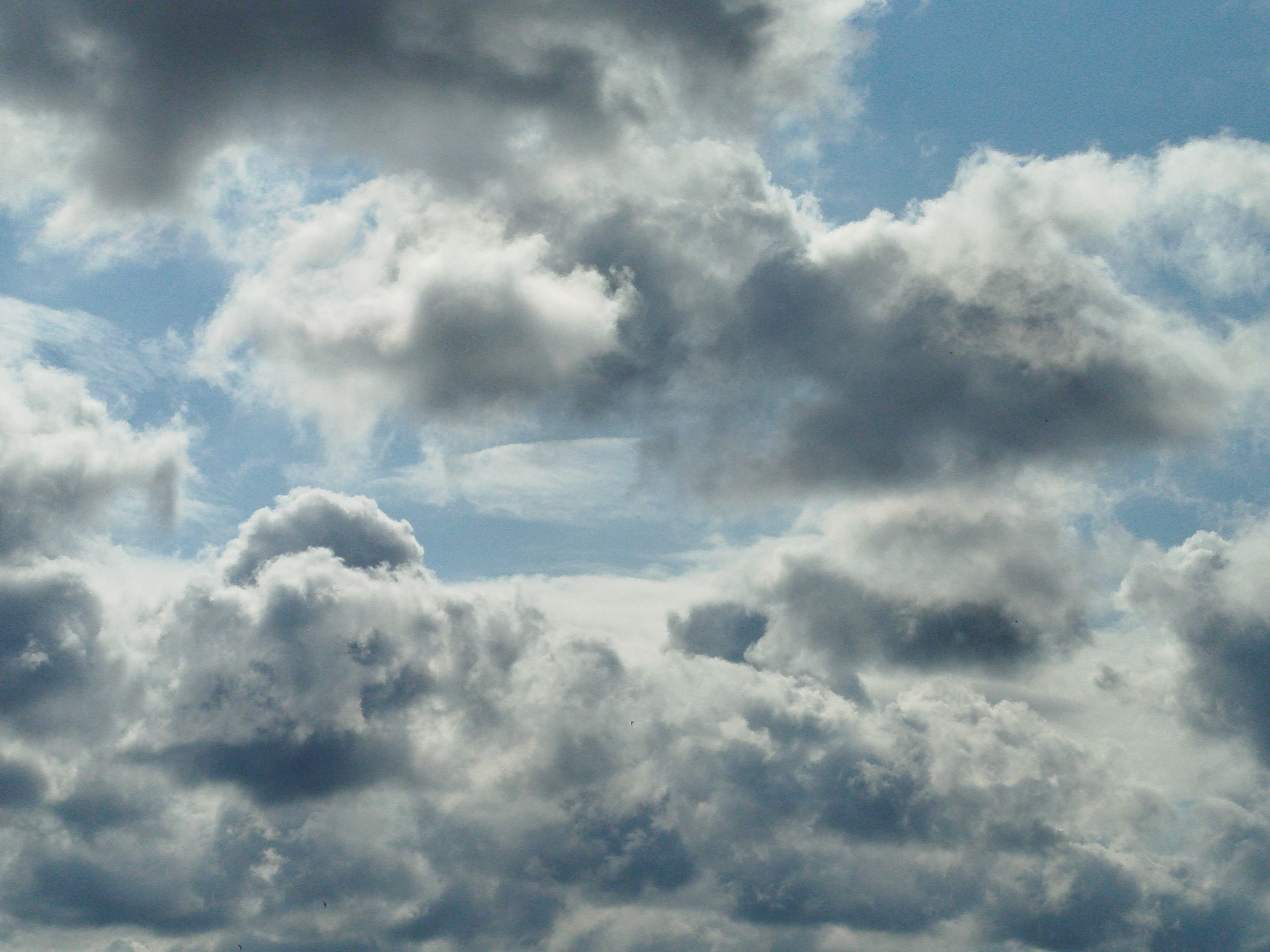This is a close-up, low-angle, outdoor, eye-level shot of a sky filled with numerous cumulus clouds, some of which are dark and stormy while others are bright and illuminated by the sun. The sky is a mix of light blue and white, with areas of gray and dark gray in the clouds, indicating varying degrees of thickness and density. The clouds are the sole subject of the image, and their textures range from wispy and thin to dense and puffy. There are no discernible objects or people in the frame. The scene appears to be a natural sky formation, and the location in Pskov, Russia, cannot be determined from the image itself.