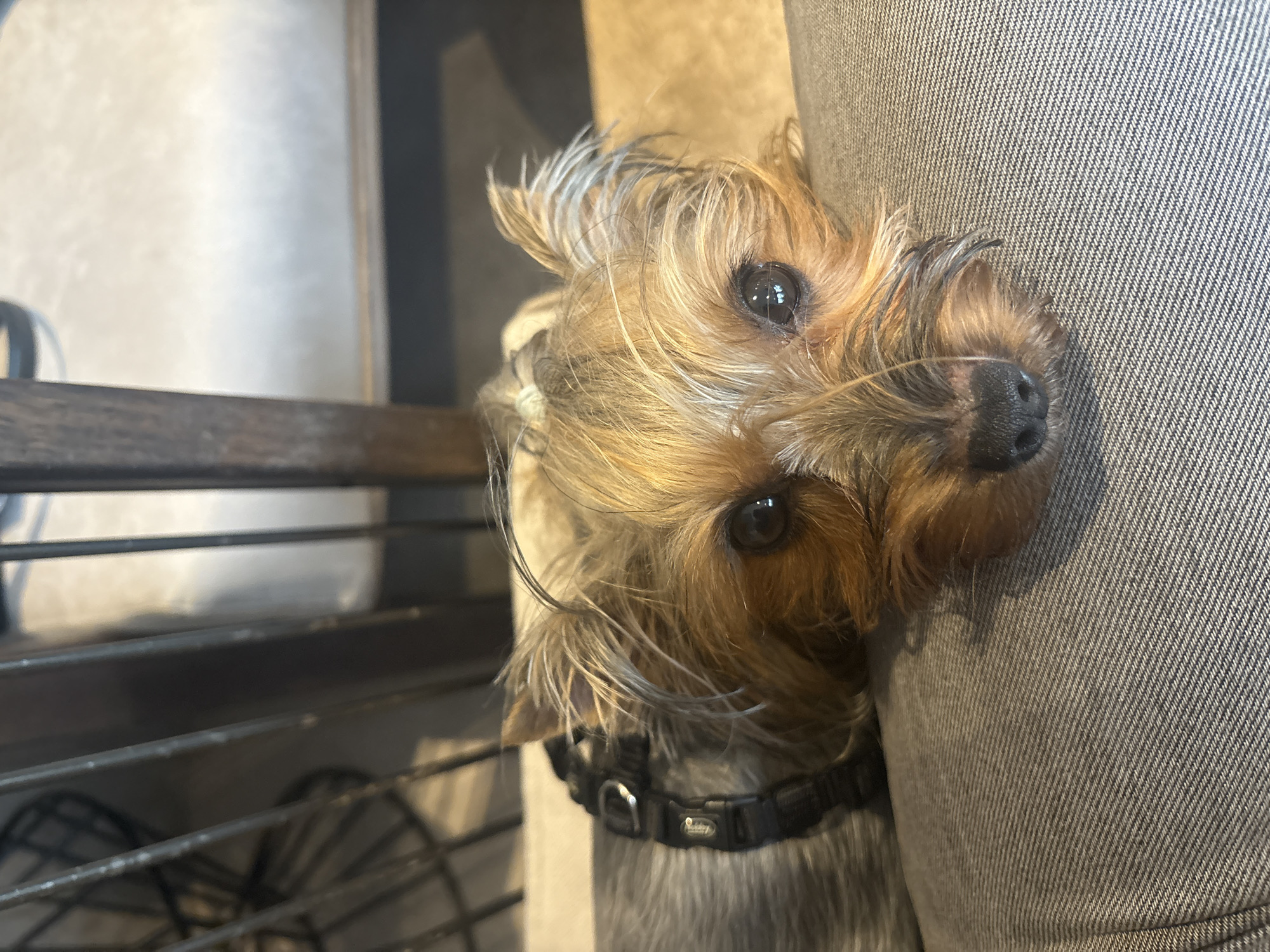 A close-up shot shows a Yorkshire Terrier dog with brown and grey fur. It has dark eyes and a black nose. The dog is wearing a black collar. The dog is leaning against a denim-covered surface, possibly a person's leg. In the background, there's a partially visible metal rack or shelf. The photo's location in Varna, Bulgaria, is not determinable from the image.