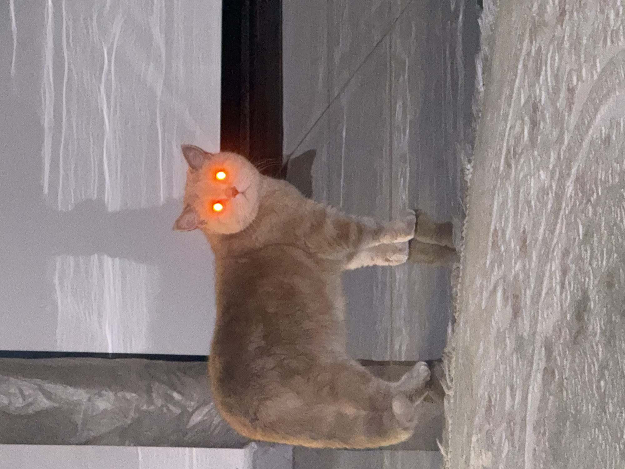 An orange cat with glowing red eyes stands on a dark, reflective surface, possibly wet pavement or glass, in an outdoor environment. The cat is facing forward, with its body angled slightly to the left. In the background, a large, grey, textured surface is visible, possibly a wall or a screen, with horizontal white lines or reflections on it. There is a dark, horizontal band running across the mid-ground behind the cat. The foreground is covered in a light-colored, textured surface, possibly snow or gravel. The overall lighting suggests it is nighttime or a dimly lit area, and the cat's eyes are illuminated by a light source. The scene does not contain any identifiable landmarks or features specific to the city of Alanya, Turkey.