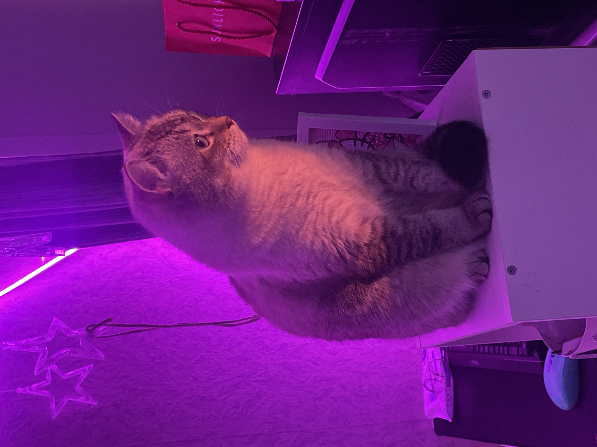 A tabby cat is curled up on a white shelf. The scene is bathed in purple light, likely from an LED strip light. To the left, a string of star-shaped lights is visible against a textured purple background. Behind the cat, a pink paper bag with the text "SUNLICH" in white is partially visible. A computer keyboard and a light blue computer mouse are positioned below the shelf. The image is an indoor shot, taken from a low angle, with the cat appearing to be looking upwards. The lighting creates a somewhat mystical or playful atmosphere. The time of day and weather are not discernible. The location context provided is Votkinsk, Russia.