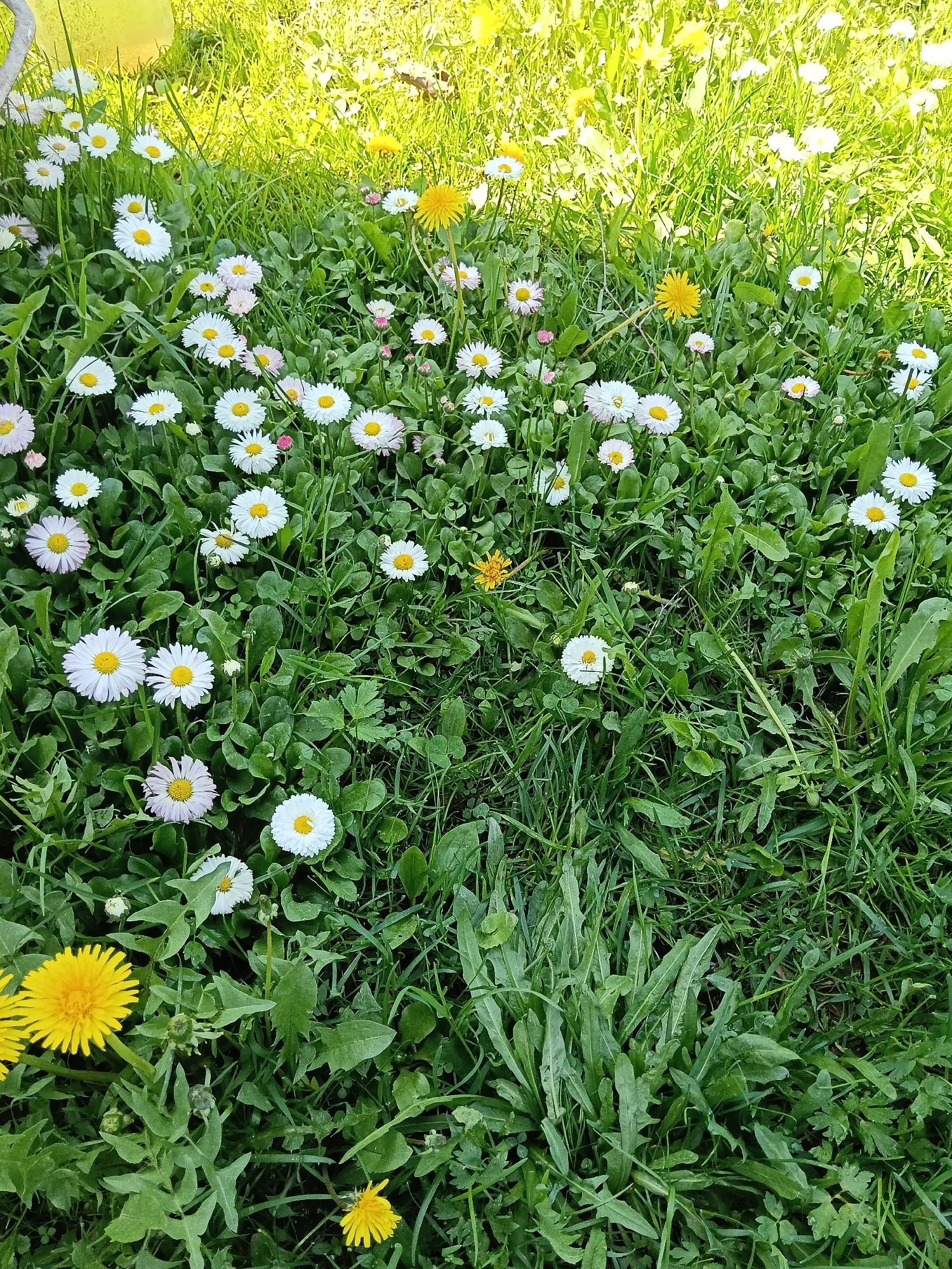 The image shows a close-up view of a patch of grass containing numerous daisies and dandelions. The daisies are predominantly white with yellow centers, while the dandelions display bright yellow petals. The grass is mostly green, with a mix of blades and broader leafed plants. The setting is outdoors, possibly a lawn or a field. The image does not provide information to confirm the location as Красный Маяк, Russia. There are no people visible in the frame, and the focus is primarily on the flora.