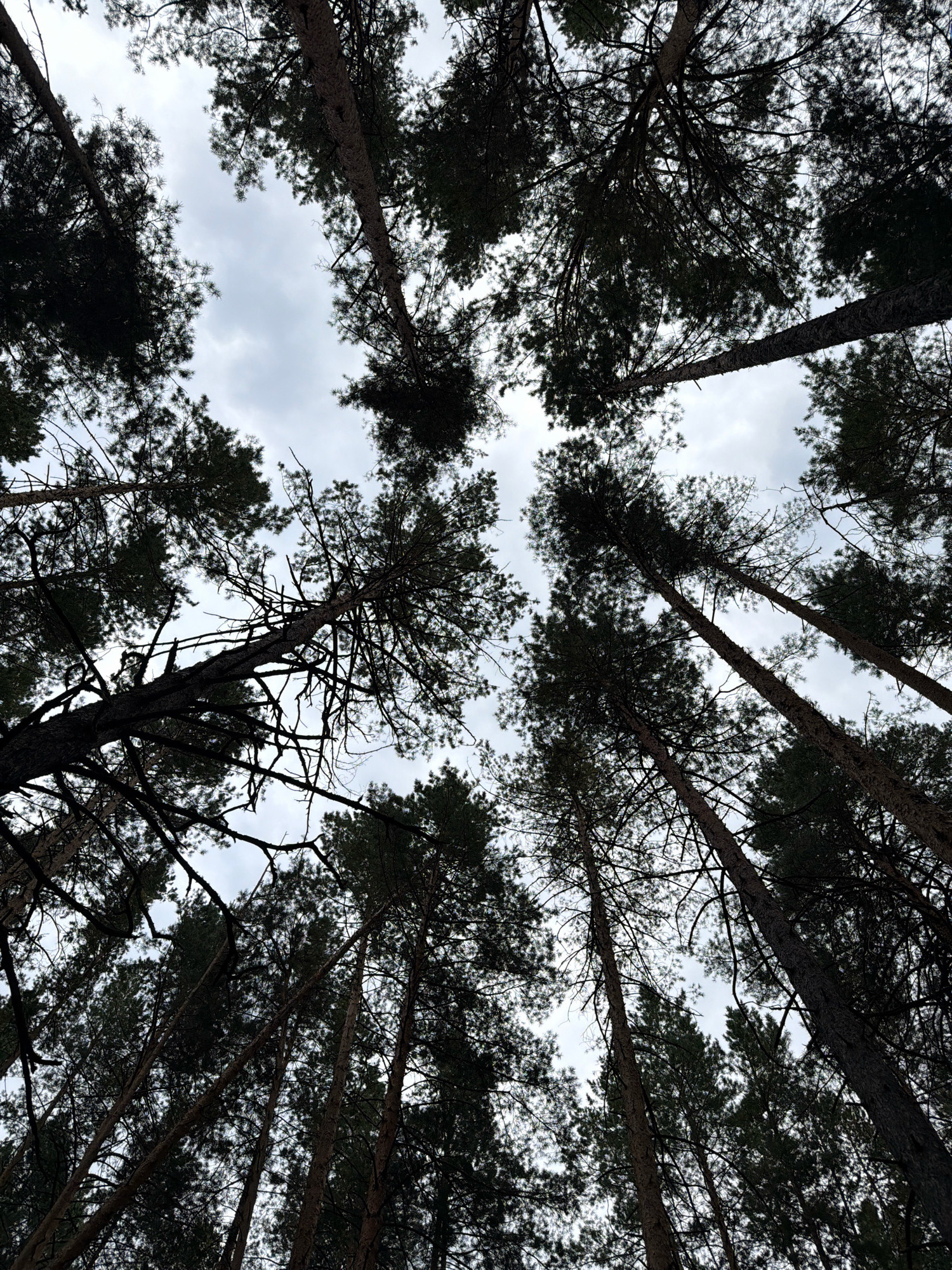 The image shows a view looking directly up through the canopy of tall pine trees, with a cloudy sky visible between the branches. The trees are dense and dark, silhouetted against the lighter sky. The perspective emphasizes the height of the trees and the feeling of being enclosed by the forest. There are no people or other objects visible in the frame. This scene is likely located in a forest or park area in the Partizanskii region of Russia, a region known for its extensive boreal forests.