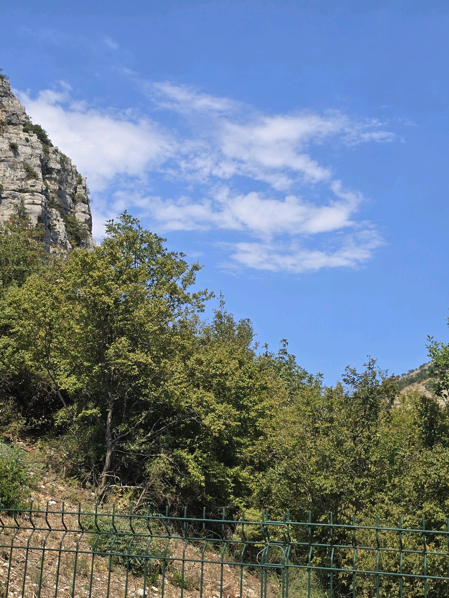 The image shows a natural landscape with a rocky cliff face on the left, covered with sparse vegetation. In the foreground, there is a dense cluster of green trees with some bare branches visible. A green metal fence runs across the bottom of the image, separating the foreground from the background. The sky is blue with scattered white clouds. The scene appears to be in a mountainous area, possibly in or around Podgorica, Montenegro, given the typical terrain and vegetation found in the region. There are no people or animals visible in the image. The lighting suggests it is daytime, likely mid-morning or afternoon due to the bright sunlight casting shadows.