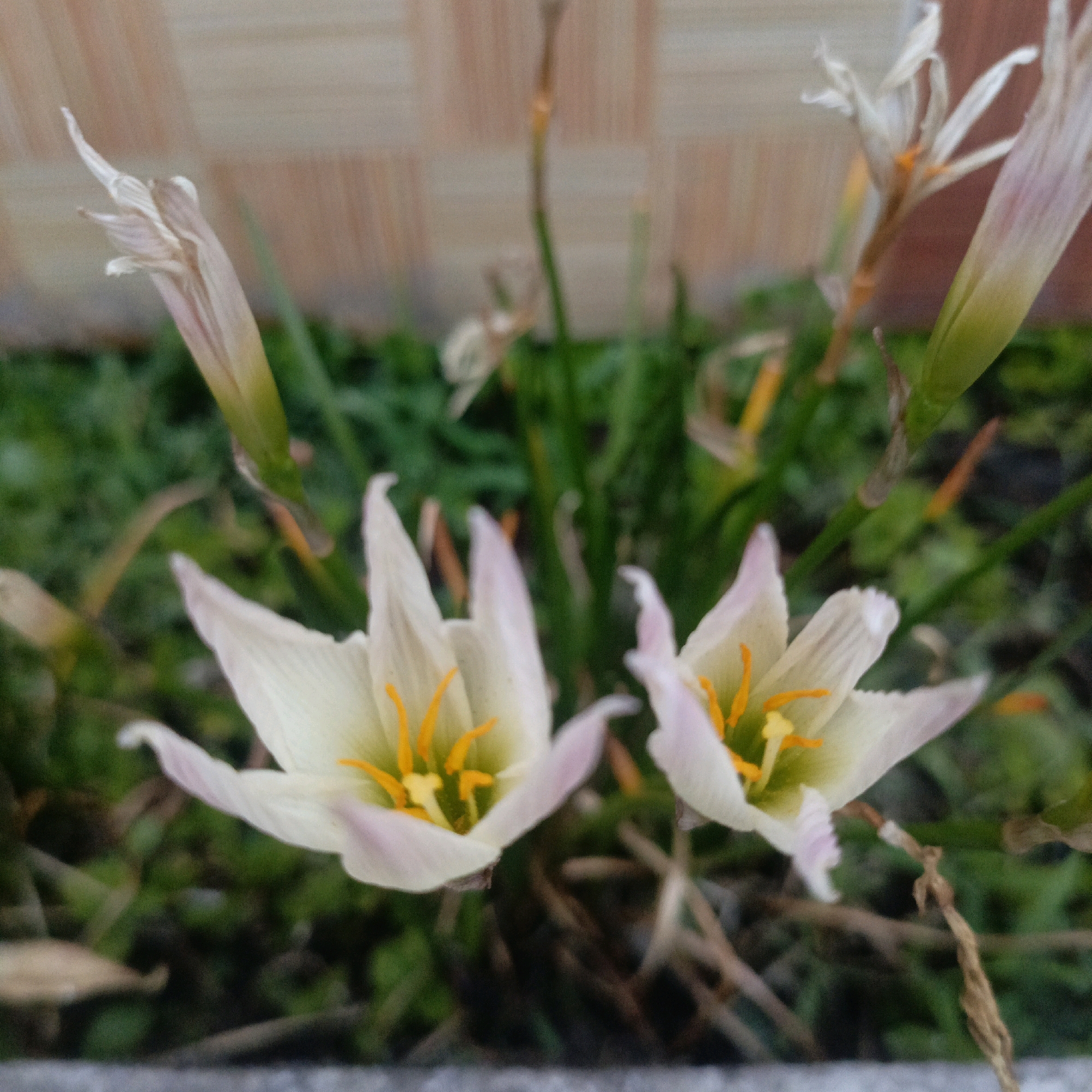 This is a close-up, shallow depth-of-field photograph of two white flowers with delicate pink-tinged petals and bright orange stamens. The flowers are in the foreground, with their petals partially unfurled, revealing the yellow centers. In the background, there are other unfurling flower buds and dry, brown stems. The backdrop consists of a blurred, textured wall with vertical lines, possibly made of wood or painted brick, in shades of light brown and beige. The ground beneath the flowers is covered in green foliage and appears to be damp. The overall impression is one of a garden setting, with a focus on the fragility and natural beauty of the flowers. The image was taken in Salatiga, Indonesia, suggesting a tropical or subtropical climate suitable for such flora. There are no people or animals visible in the frame.