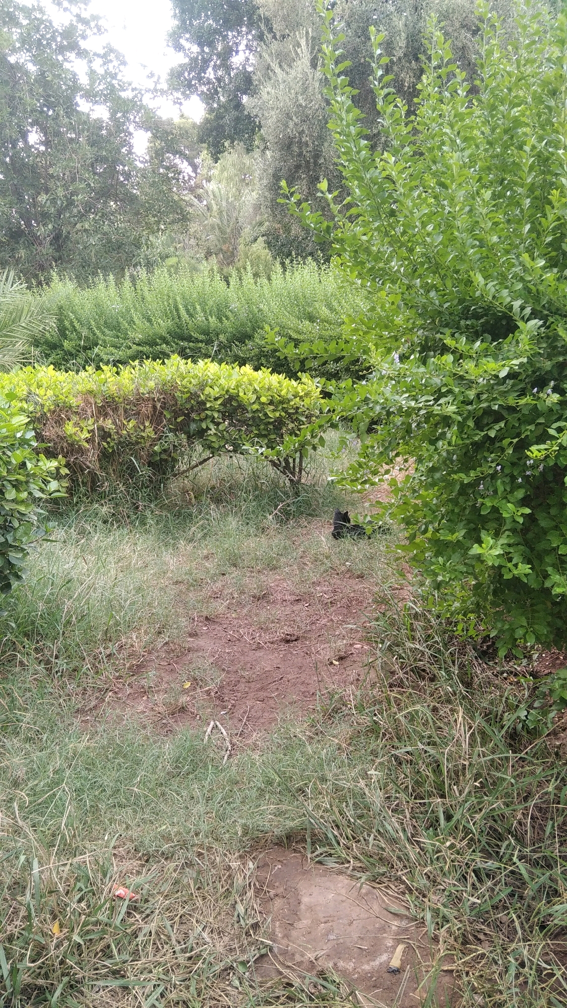 The image shows an outdoor scene with dense green foliage and a patch of dry grass and dirt in the foreground. In the middle ground, there is a dark-colored object, possibly a small animal or a shadow, lying on the ground. The background features a variety of trees and bushes, creating a natural, park-like setting. The overall impression is one of a quiet, natural area within a city.