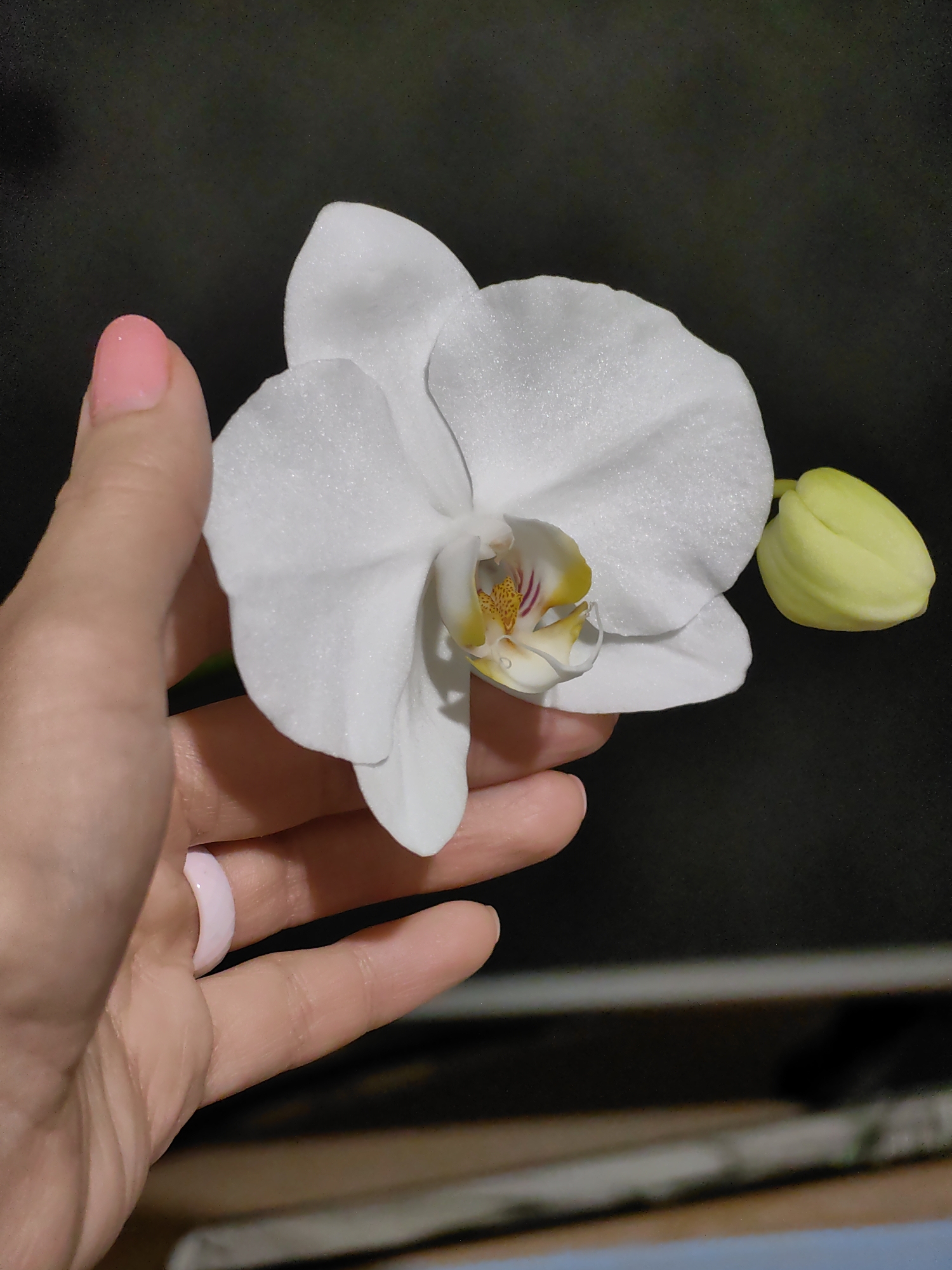 A person's hand, with light pink nail polish and a pale pink ring, gently holds a white orchid flower and a yellow orchid bud. The orchid has delicate white petals with yellow and purple accents in its center. The background is dark and out of focus, with a hint of shelving or furniture visible at the bottom of the frame. The image appears to be a close-up, studio-style photograph, with no discernible connection to Fanipal, Belarus.