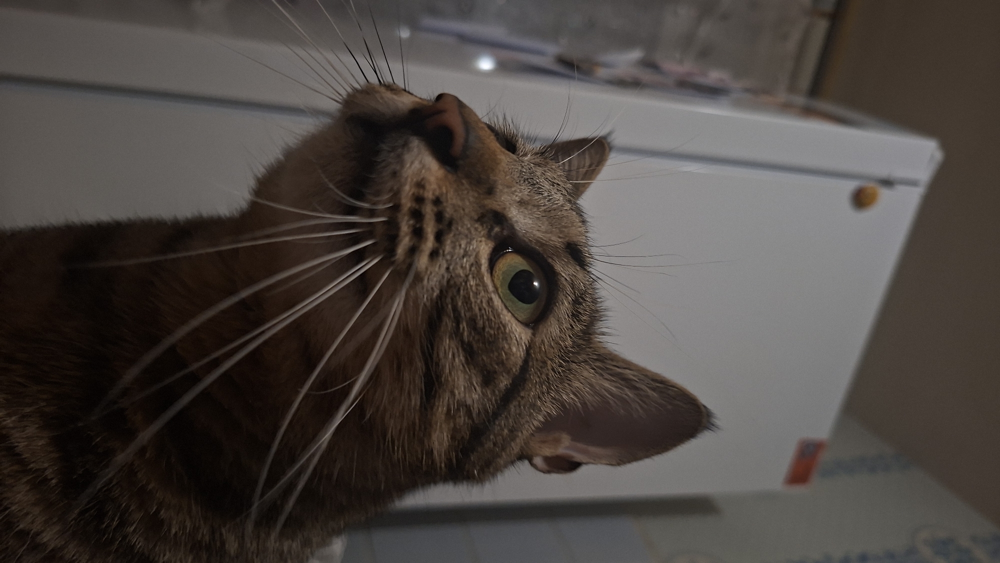 A close-up shot depicts a tabby cat looking upwards. The cat has green eyes and long, white whiskers. Its fur is brown with darker brown stripes. Behind the cat, out of focus, is a white appliance, possibly a refrigerator or freezer. The background suggests an indoor setting. The location and city are unknown.