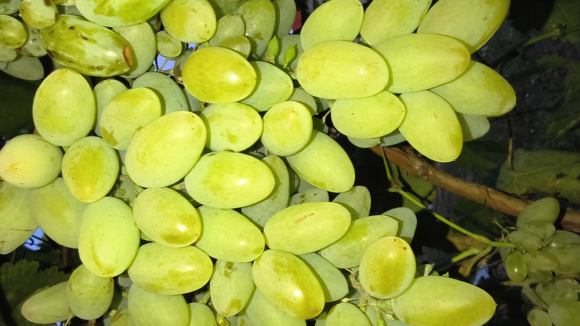 A close-up, vertical, eye-level shot captures a cluster of light green grapes hanging from a vine. The grapes are plump and oval-shaped, with smooth, slightly waxy skin that reflects light, creating bright highlights. Some grapes show subtle variations in color, with hints of yellow and occasional small brown spots. The background is dark and out of focus, suggesting a natural outdoor setting, possibly a vineyard. A thick, brown vine stem is visible, with smaller green tendrils and leaves interspersed among the grapes. The overall impression is one of abundance and freshness.