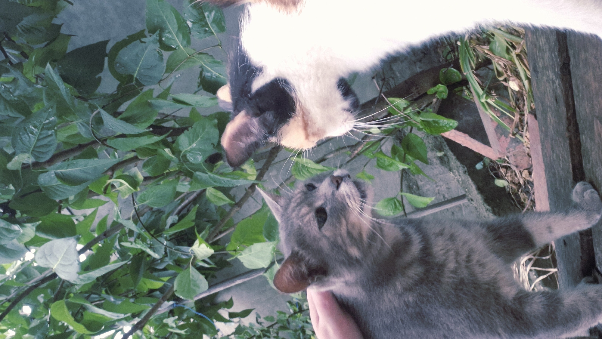 In Ialoveni, Moldova, two cats are interacting outdoors amidst lush green foliage. A grey tabby cat is being petted by a human hand on its head. The grey cat is facing a calico cat, which is mostly white with black and brown markings. The calico cat's head and upper body are visible, and it is facing towards the grey cat. The cats appear to be on a wooden surface, possibly a fence or a bench, with some dry grass and dirt visible below. The background consists of dense green leaves and branches, suggesting a garden or natural outdoor setting.