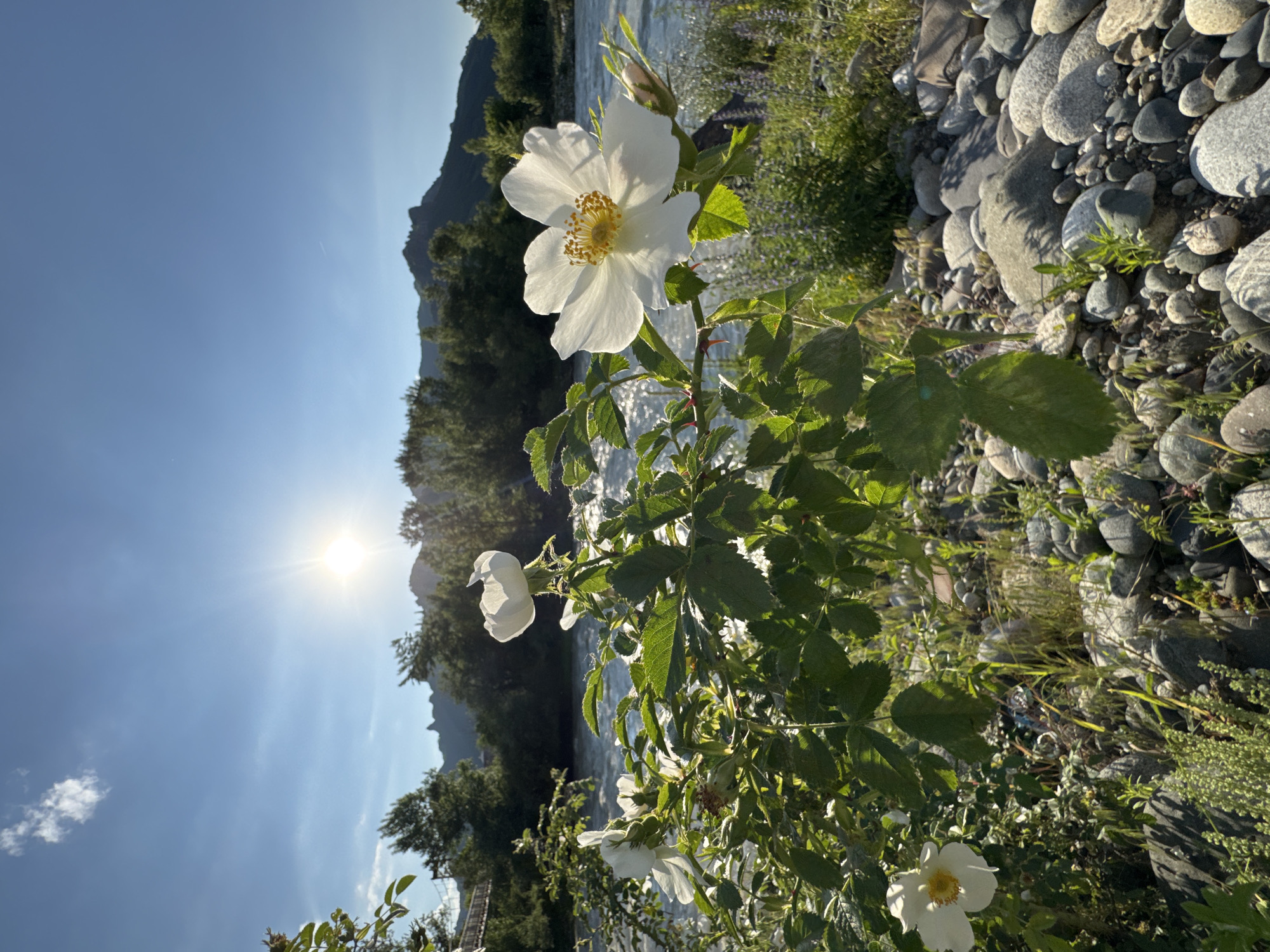 This is an outdoor, vertical, close-up photograph of white wildflowers in bloom with a river and mountains in the background. The flowers are in the foreground, with the river to the left and the mountains to the right. The sun is shining brightly in the sky, casting a lens flare. The image appears to be taken in a natural, uncultivated setting, possibly in a park or along a riverbank. There are no people or animals visible in the image. The location is identified as the city of Karachayevsk, Russia. The environment is composed of rocks, vegetation, and water, with a clear blue sky overhead.