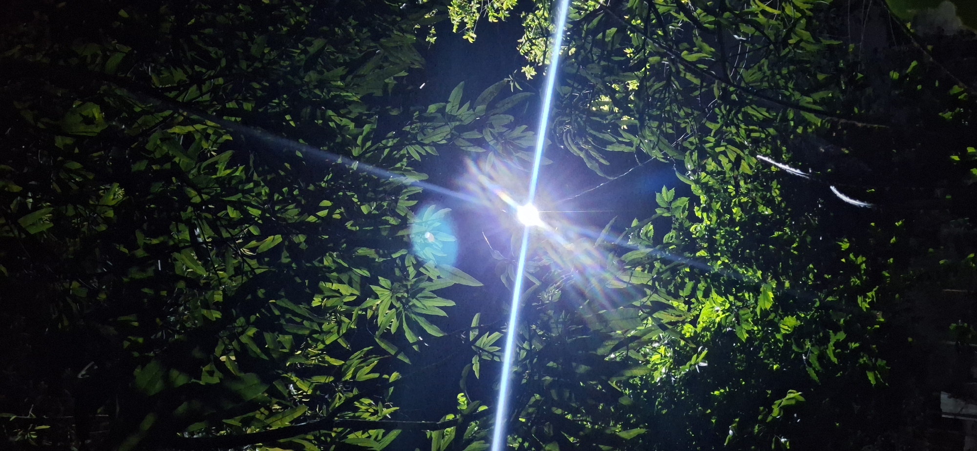 This is an outdoor, vertical, low-light photograph taken at night in the city of Vallecito, Venezuela. The image is dominated by the dark silhouettes of dense foliage from a tree or trees, with the leaves illuminated by a bright, artificial light source positioned near the center of the frame. This light source, likely a streetlamp or similar fixture, is the brightest point in the image and produces significant lens flare and light streaks that radiate outwards. The leaves appear to be a deep green, with some catching the light and showing brighter highlights. The background is dark, suggesting a night scene with minimal ambient light besides the primary light source. There are no people or discernible man-made structures in the immediate foreground or background, only the natural element of the trees. The overall impression is one of a hidden or secluded spot illuminated by artificial light.