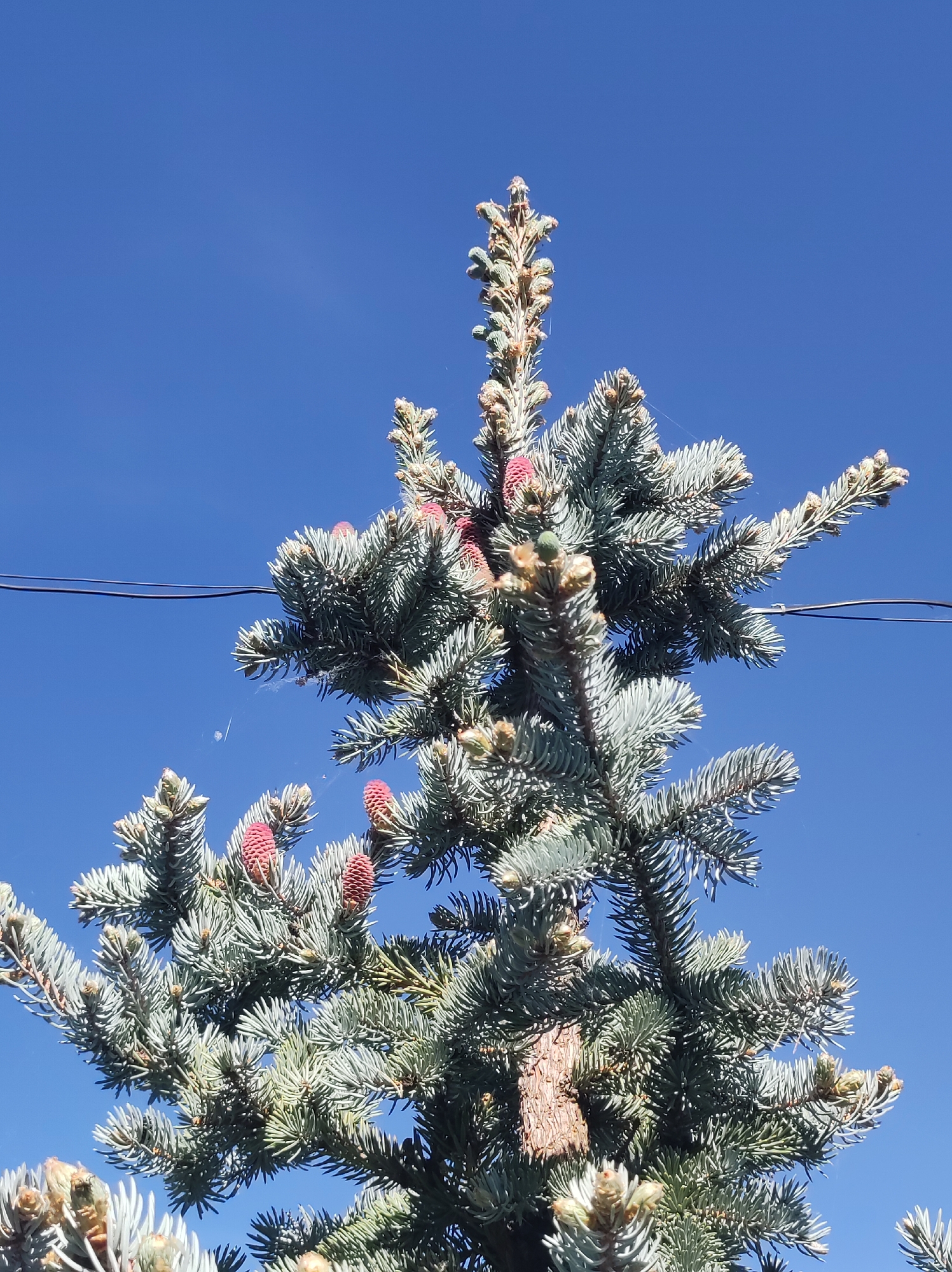 A low-angle shot shows the upper portion of a blue spruce tree against a bright blue sky. The tree has blue-green needles and is dotted with reddish-pink cones near the branch tips. The cones are cylindrical in shape. Some of the branch tips also have small, light-colored buds or new growth. A thin, dark wire crosses the upper left portion of the frame. The background is a clear, cloudless sky. The image does not contain enough information to provide details about the city of Фоки, Russia.