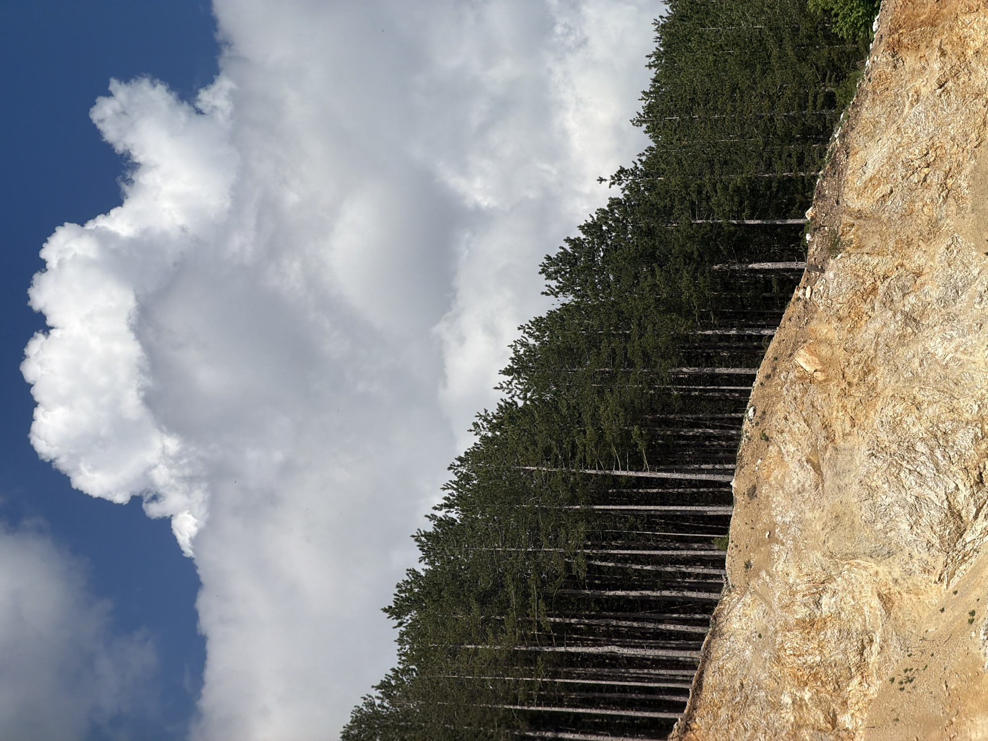The image shows a view in Otilovići, Montenegro. In the foreground, a tan-colored, steep rock face or embankment is visible. Adjacent to it is a dense row of tall, dark green trees with long, slender trunks creating a visual pattern of vertical lines and shadows. In the background, a blue sky is partially obscured by large, fluffy white clouds.